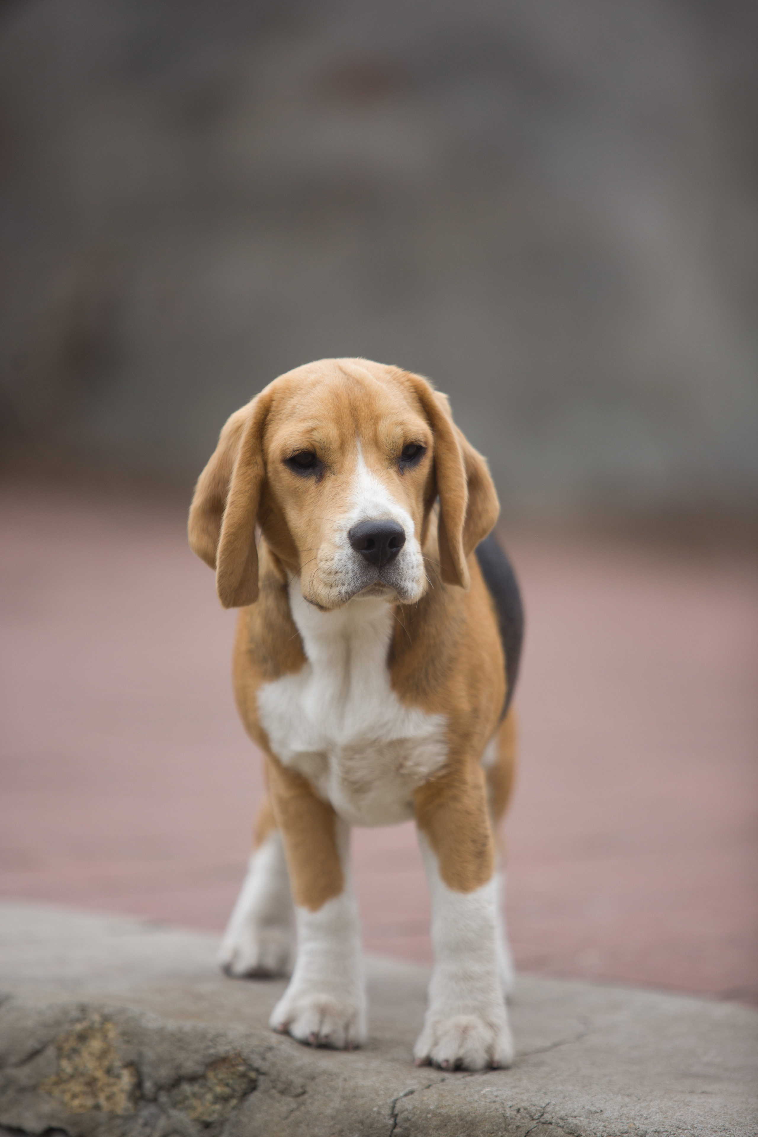 Інфінінті. Розплідник біглей в Україні