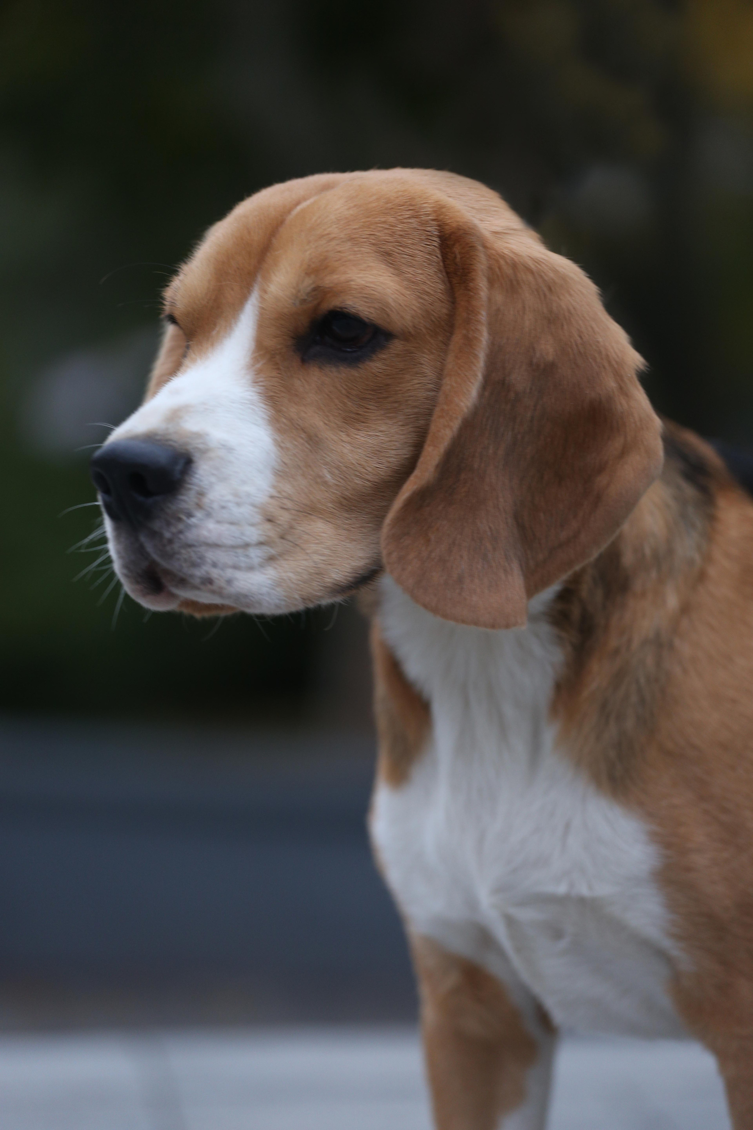 Ерик. Розплідник біглей в Україні