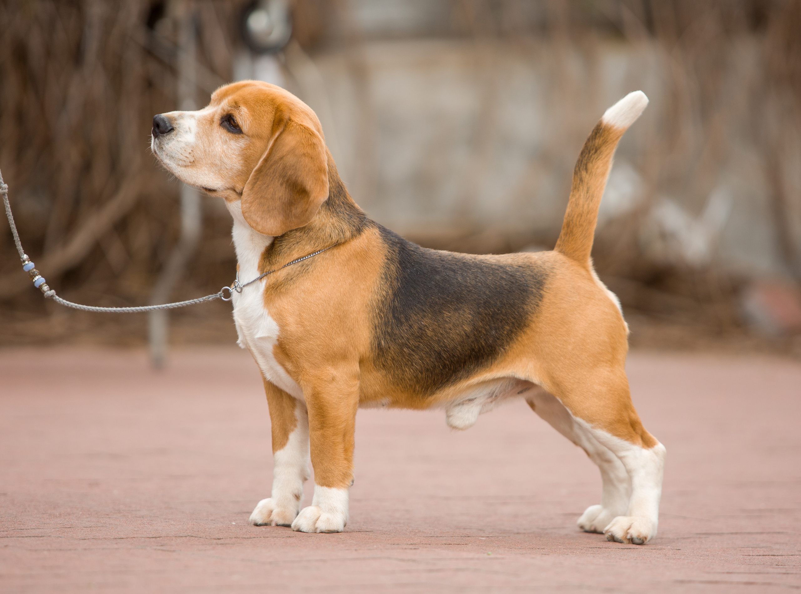 Prince. Питомник биглей Selesta’s Dreams