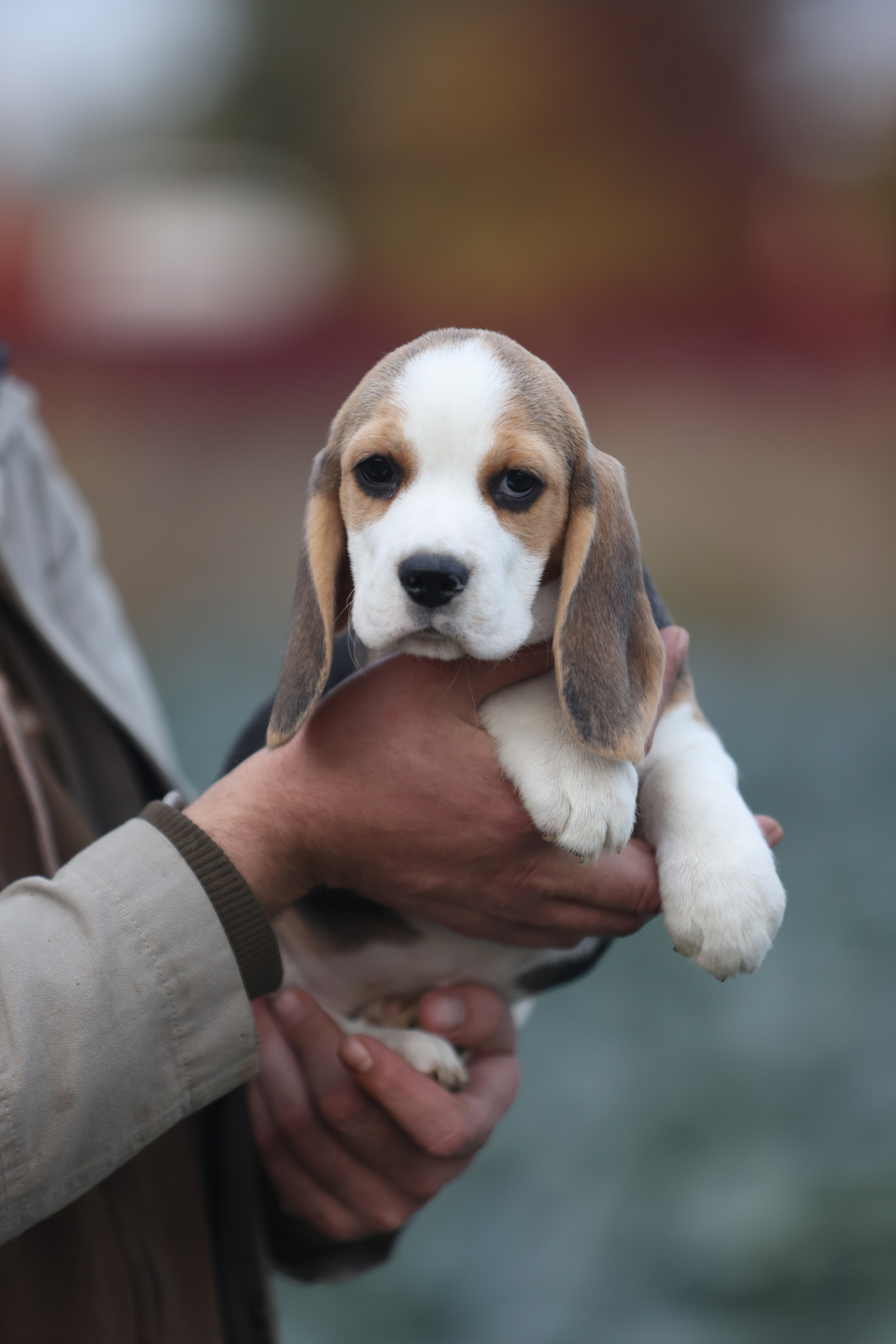 Приплод U. Розплідник біглей в Україні