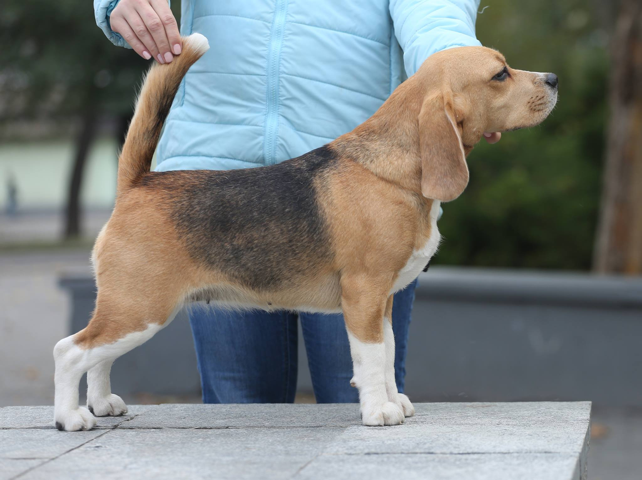 Pocket. Питомник биглей Selesta’s Dreams