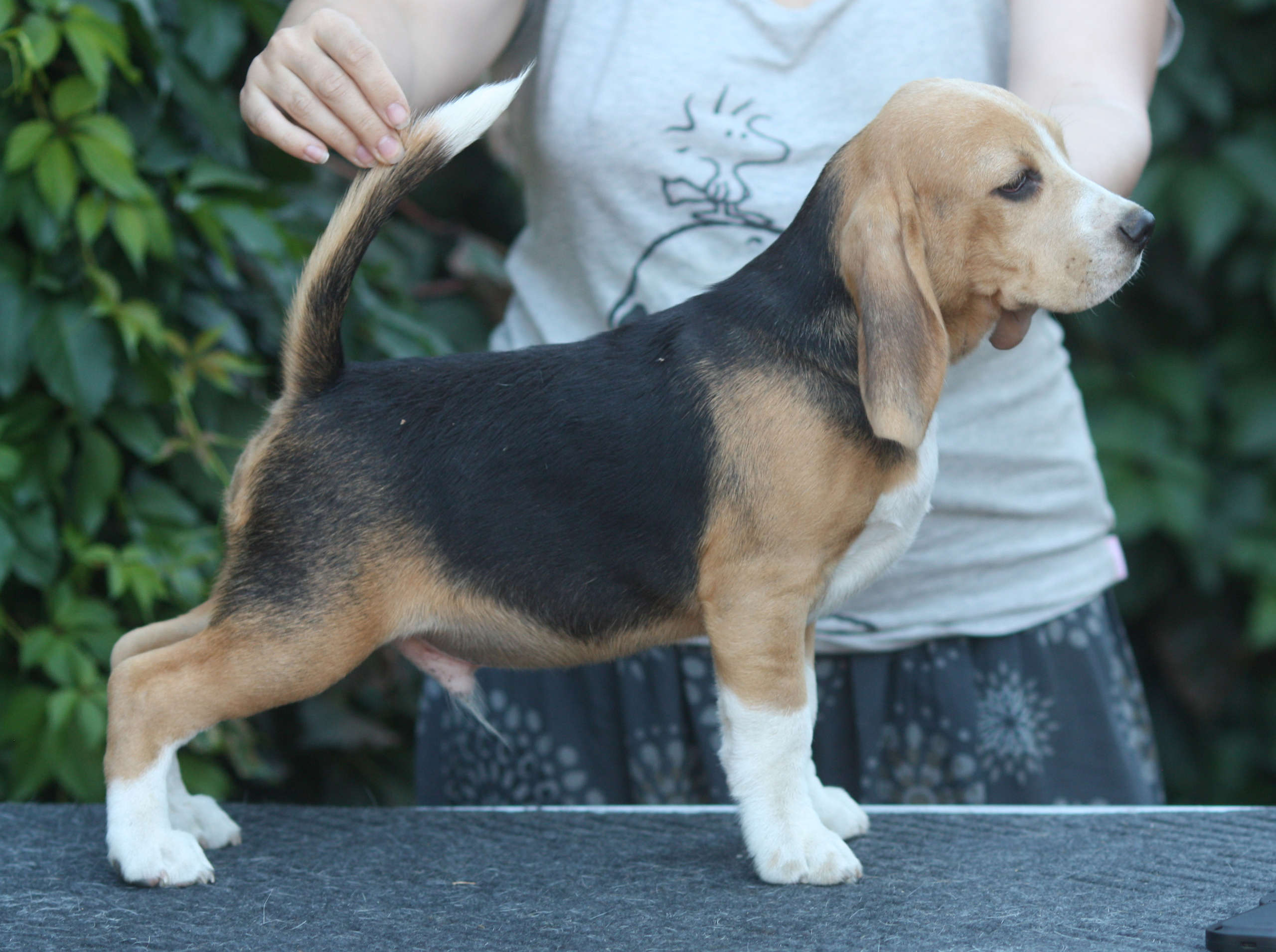 Латте и Принц. Питомник биглей Selesta’s Dreams