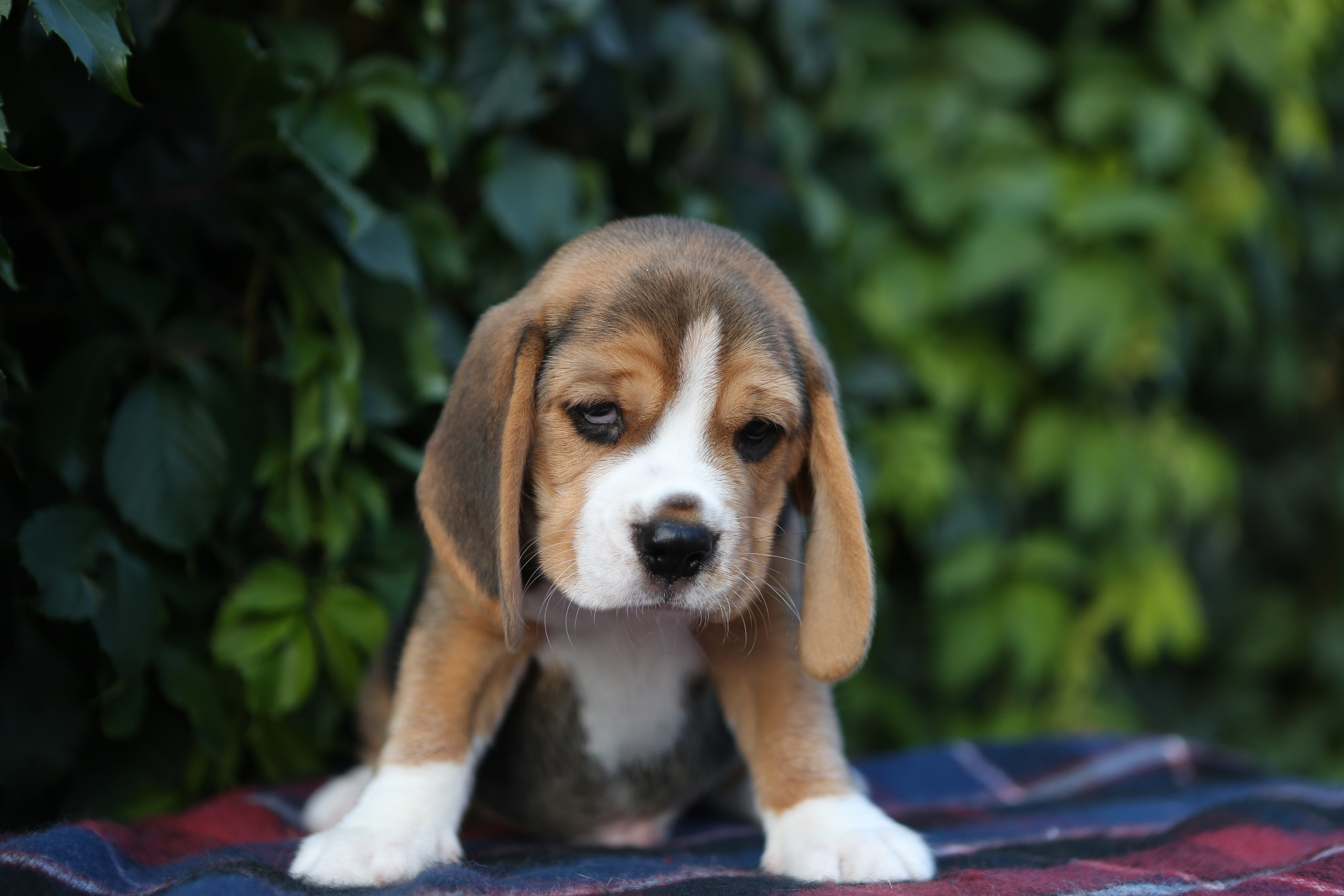 Жан. Розплідник біглей в Україні