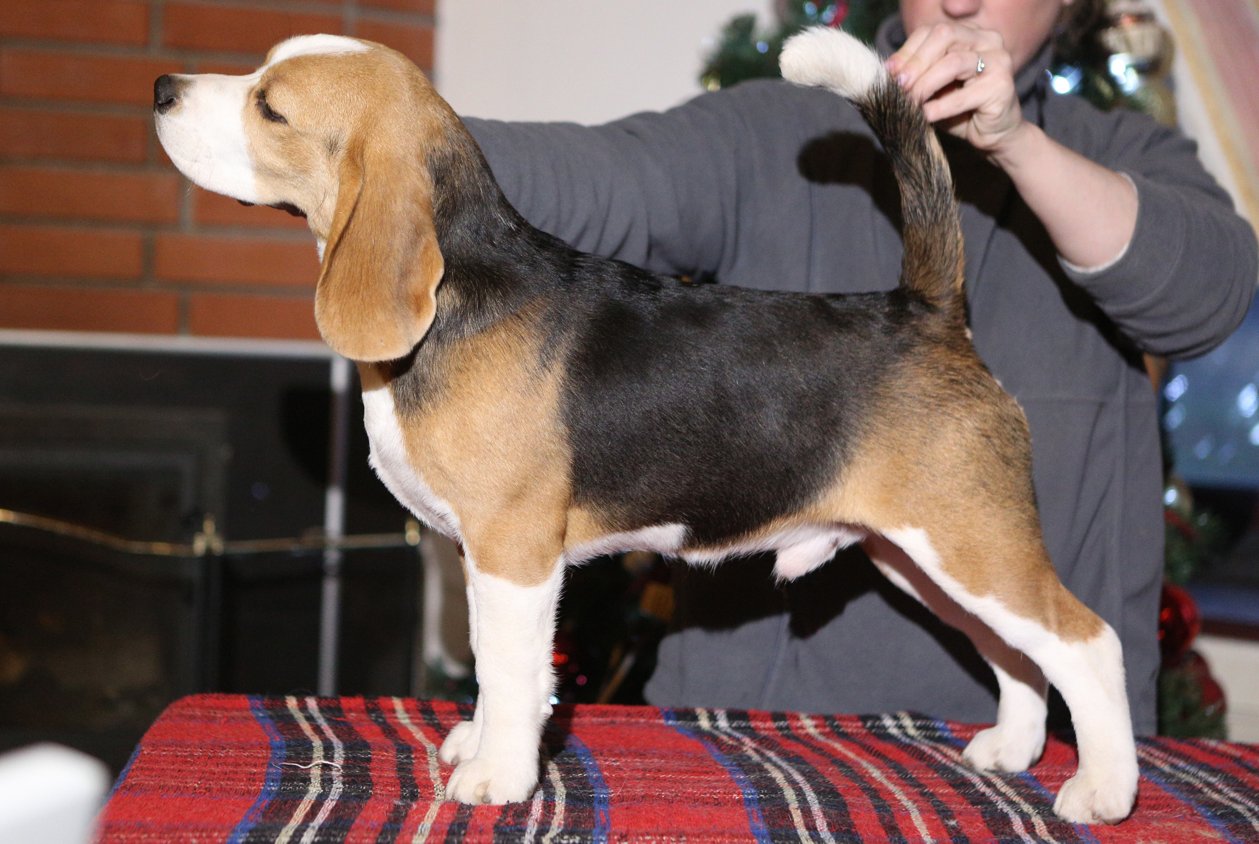 Ден. Розплідник біглей в Україні