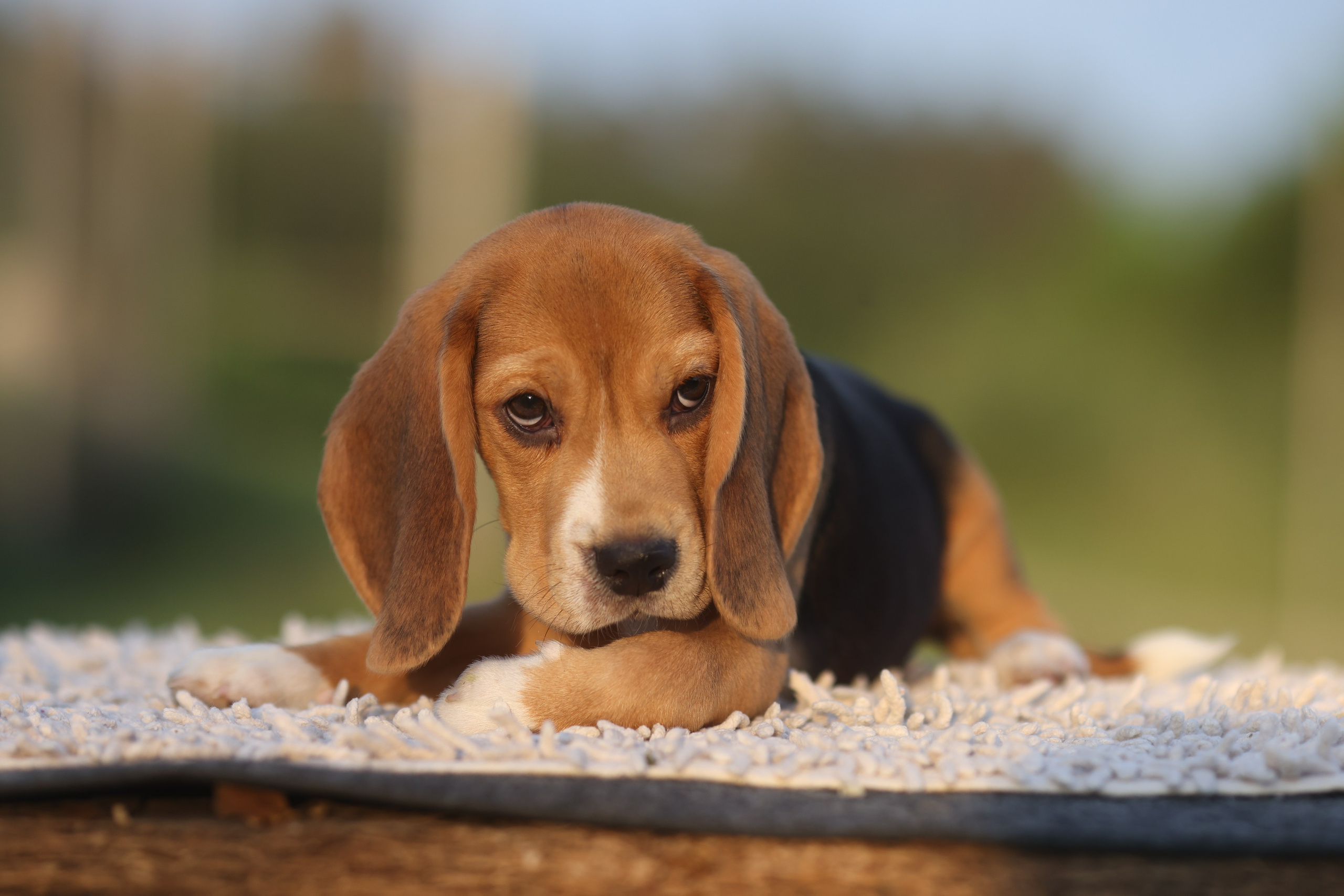 Litter T. Розплідник біглей в Україні