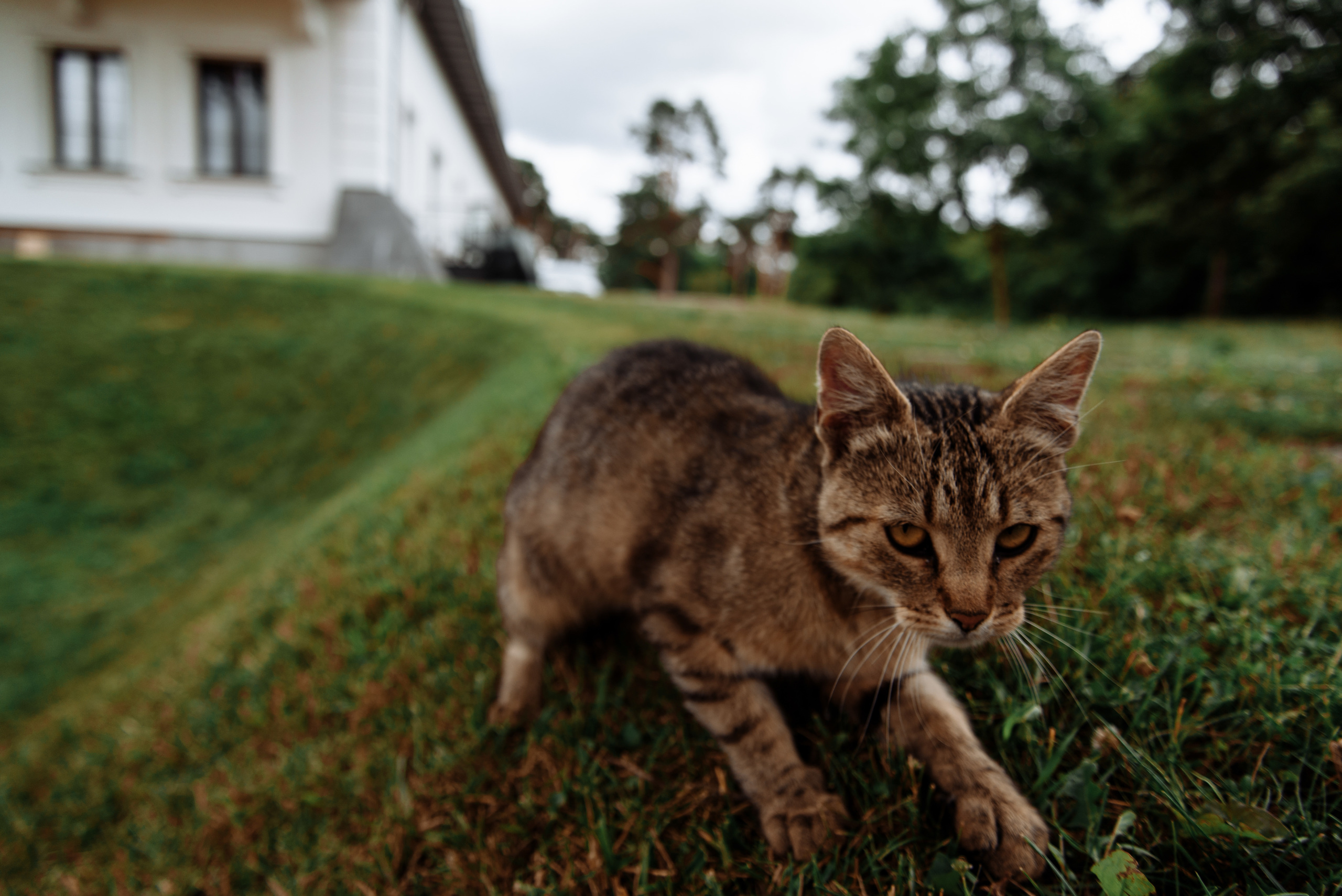 Polsko Amerykańskie tradycje. NK Picture - Fotograf Lublin, Warszawa