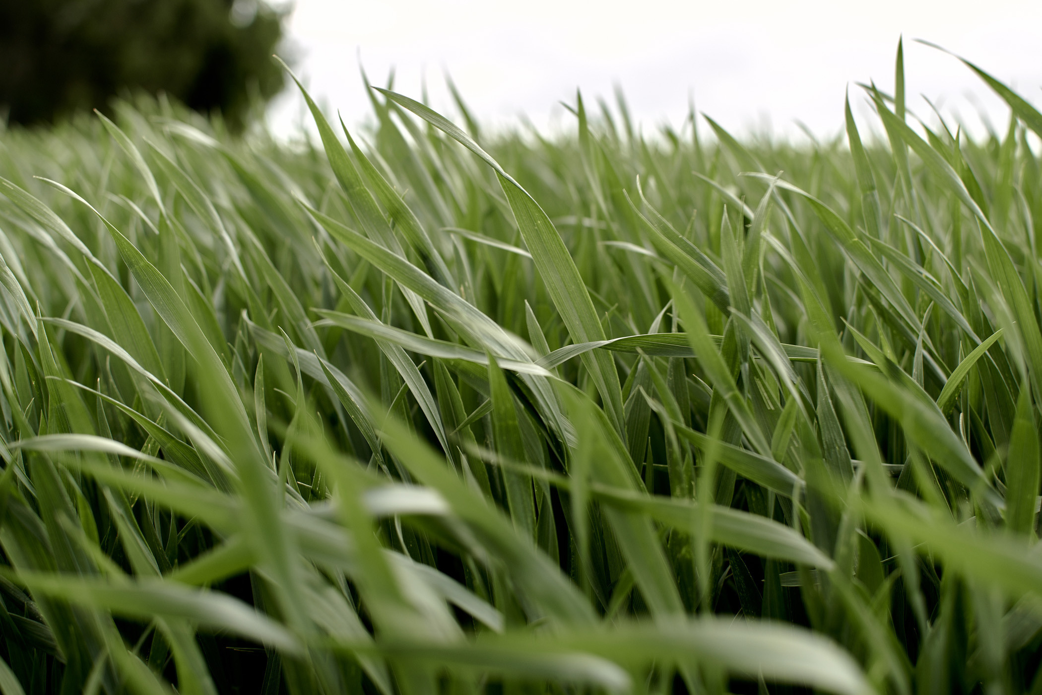 Wiatrowe wesele. NK Picture - Fotograf Lublin, Warszawa