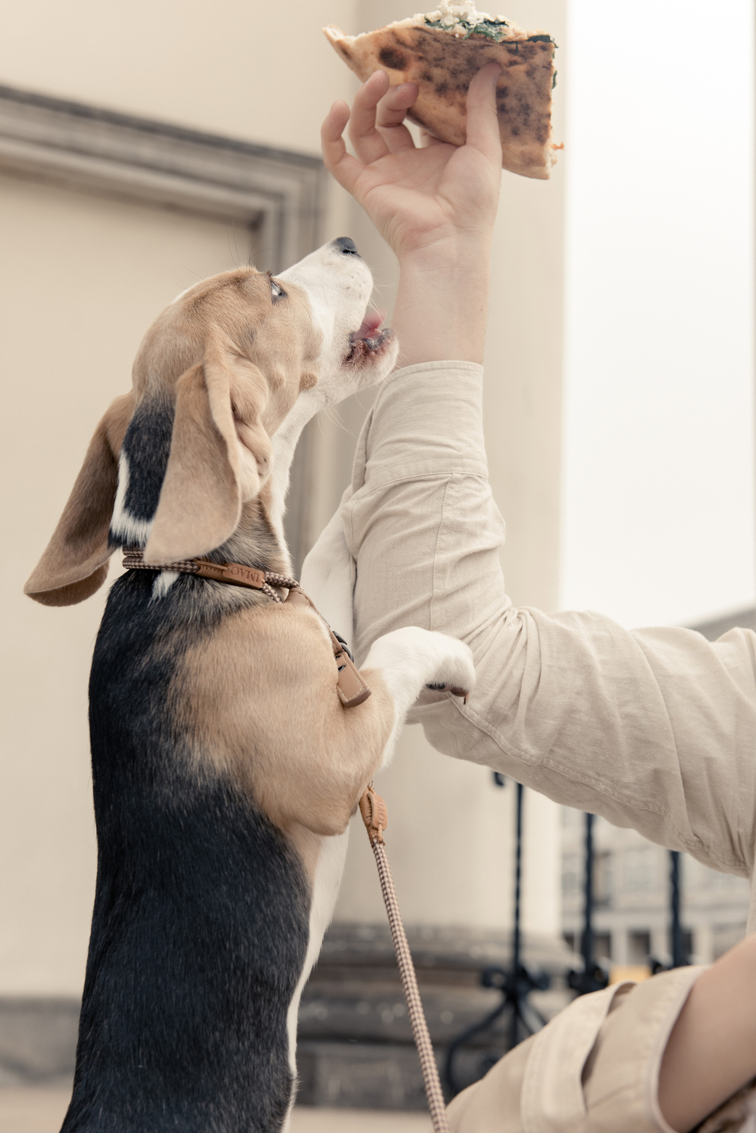 Love Story z pieskiem. NK Picture - Fotograf Lublin, Warszawa