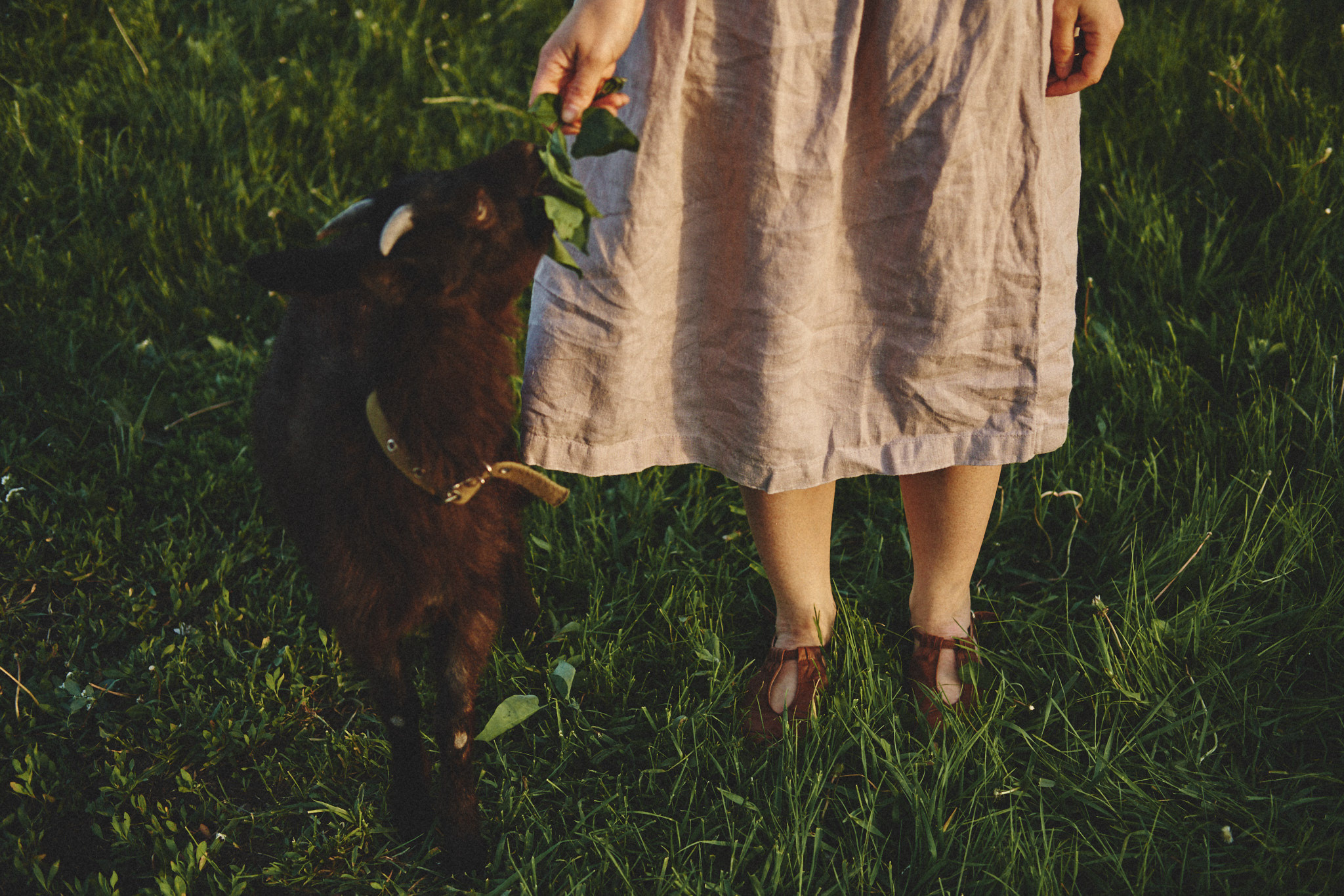 Прогулка с козочками. Фотограф Евгений Хиль | Львов Киев Днепр | Eugene Hill | Yevhenii Khil