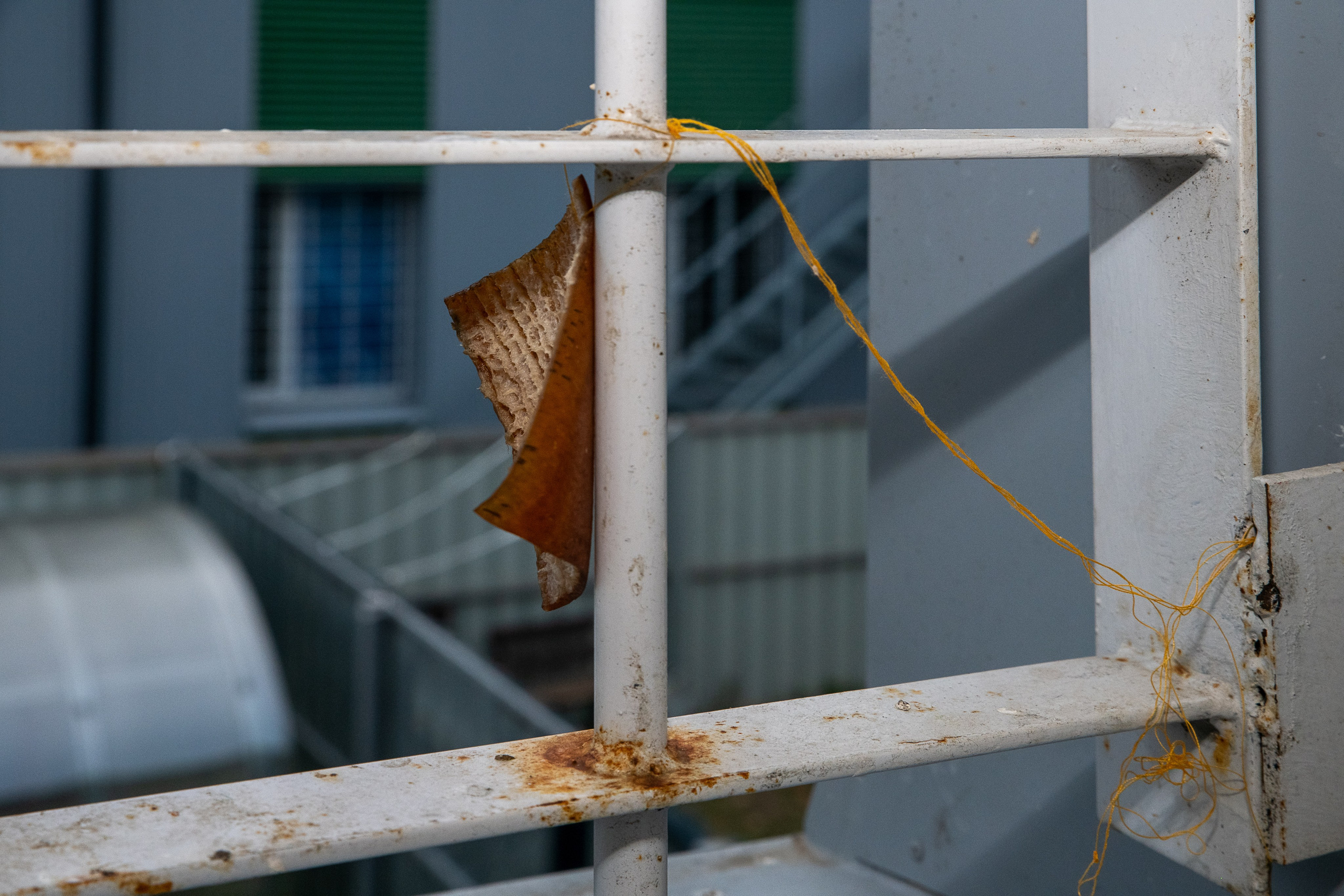 Už grotų: Pravieniškių kasdienybė be veidų. Fotografas — Aleksandras Savickis