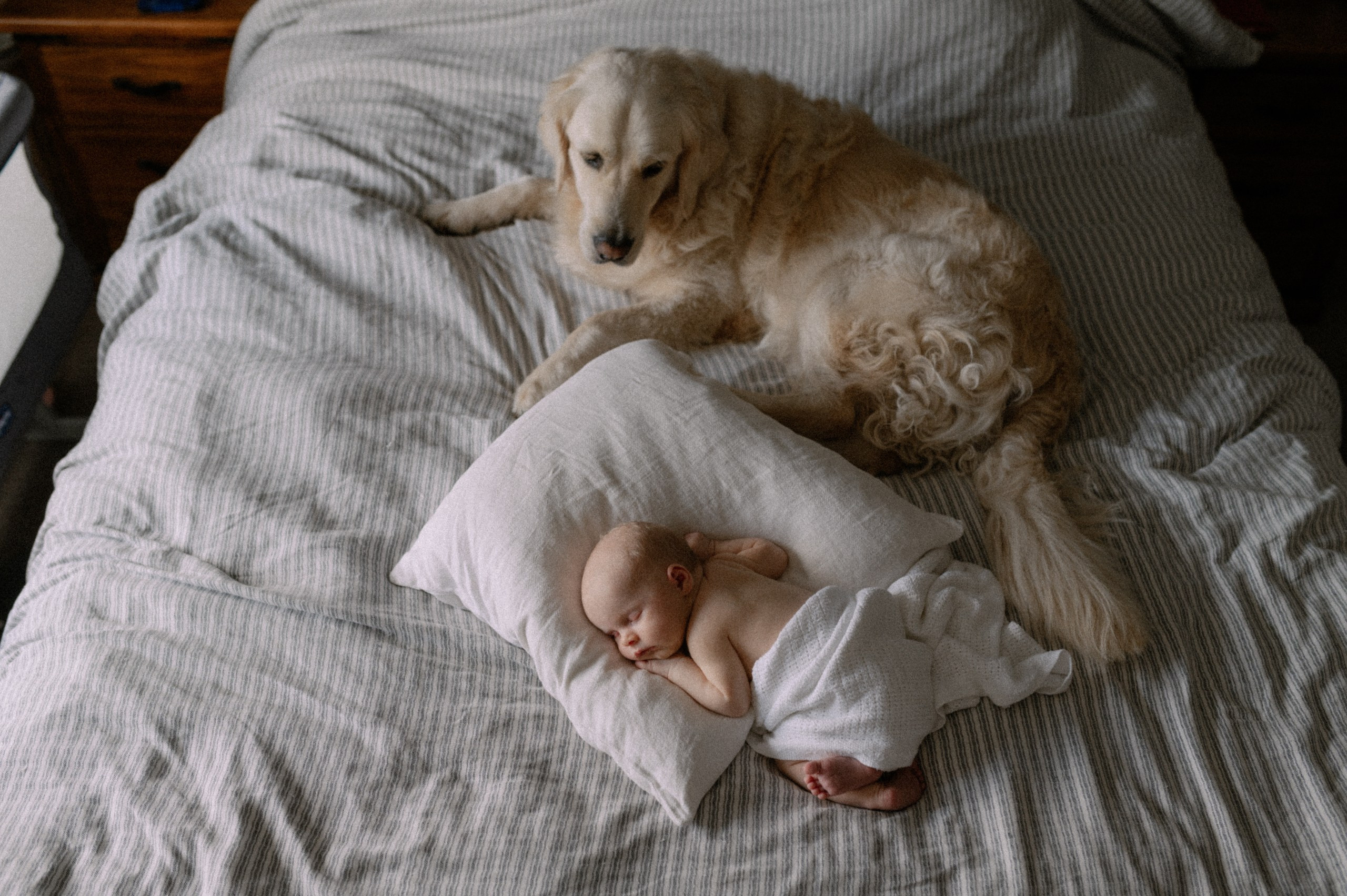 Little Rowah. Newborn, Family, Wedding photographer Copenhagen Anastasiia Sevriukova