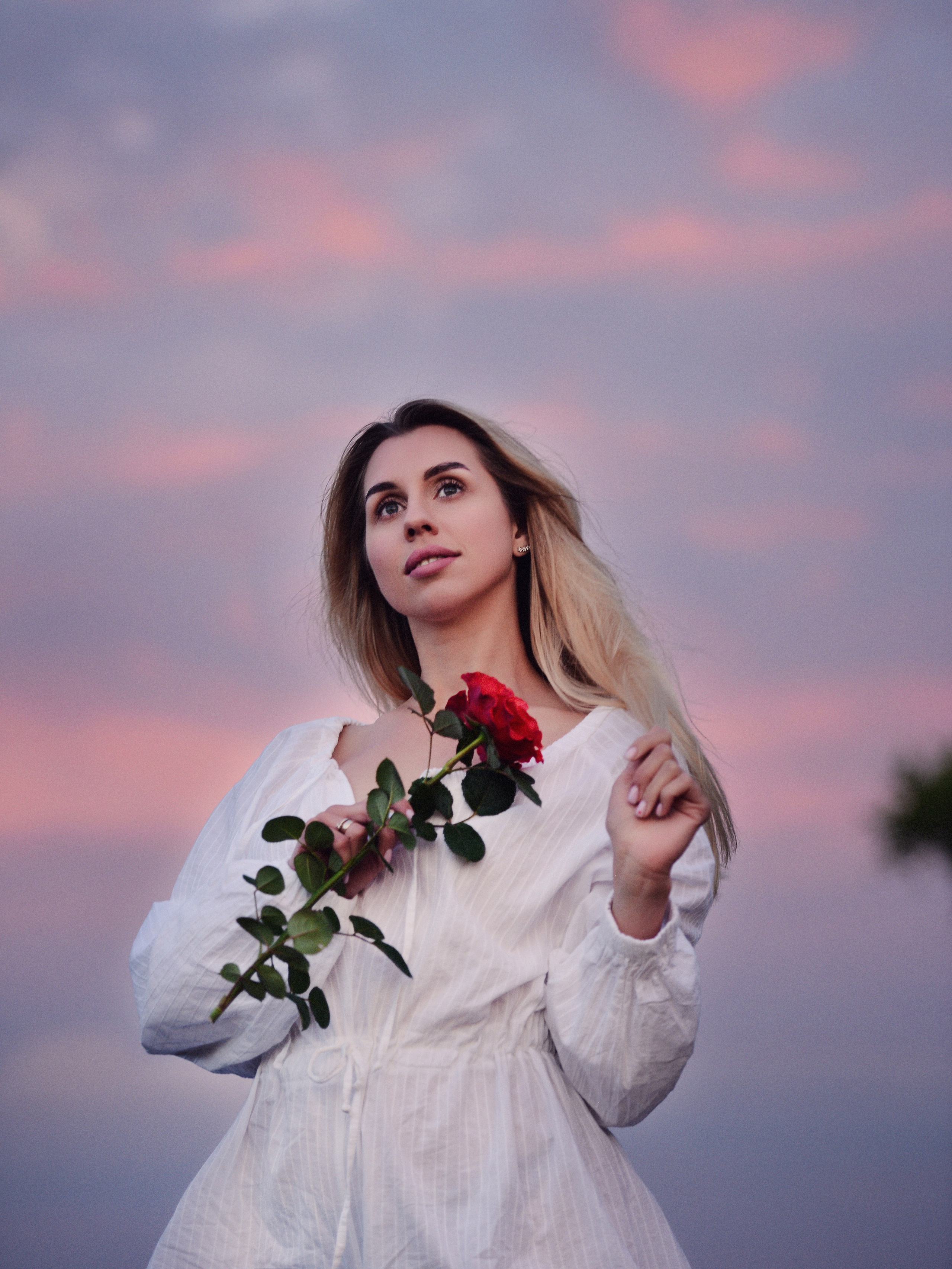 Нежная роза. Фотограф Натали Кошевая _ Днепр, Подгородное