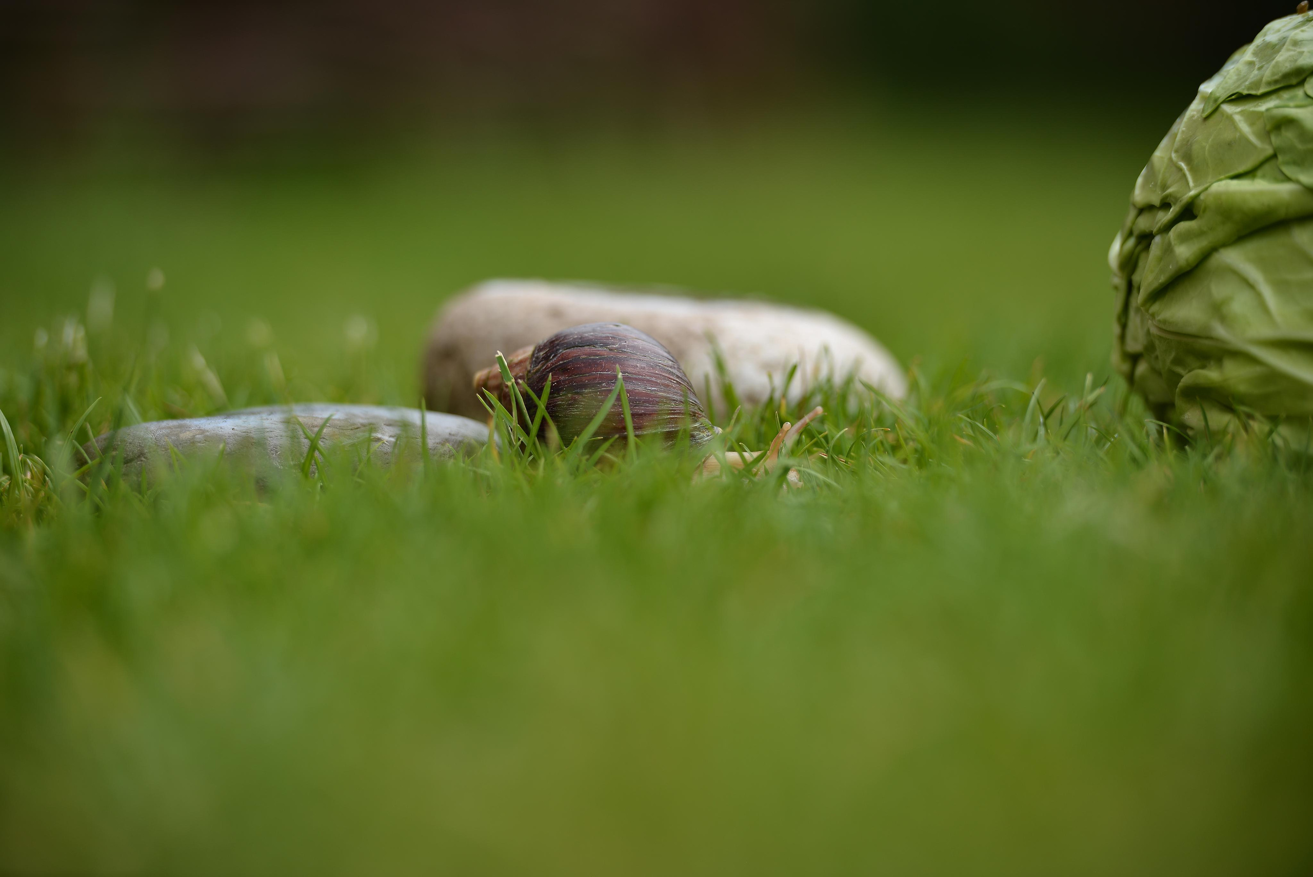 Необычные гости. Фотограф Натали Кошевая _ Днепр, Подгородное