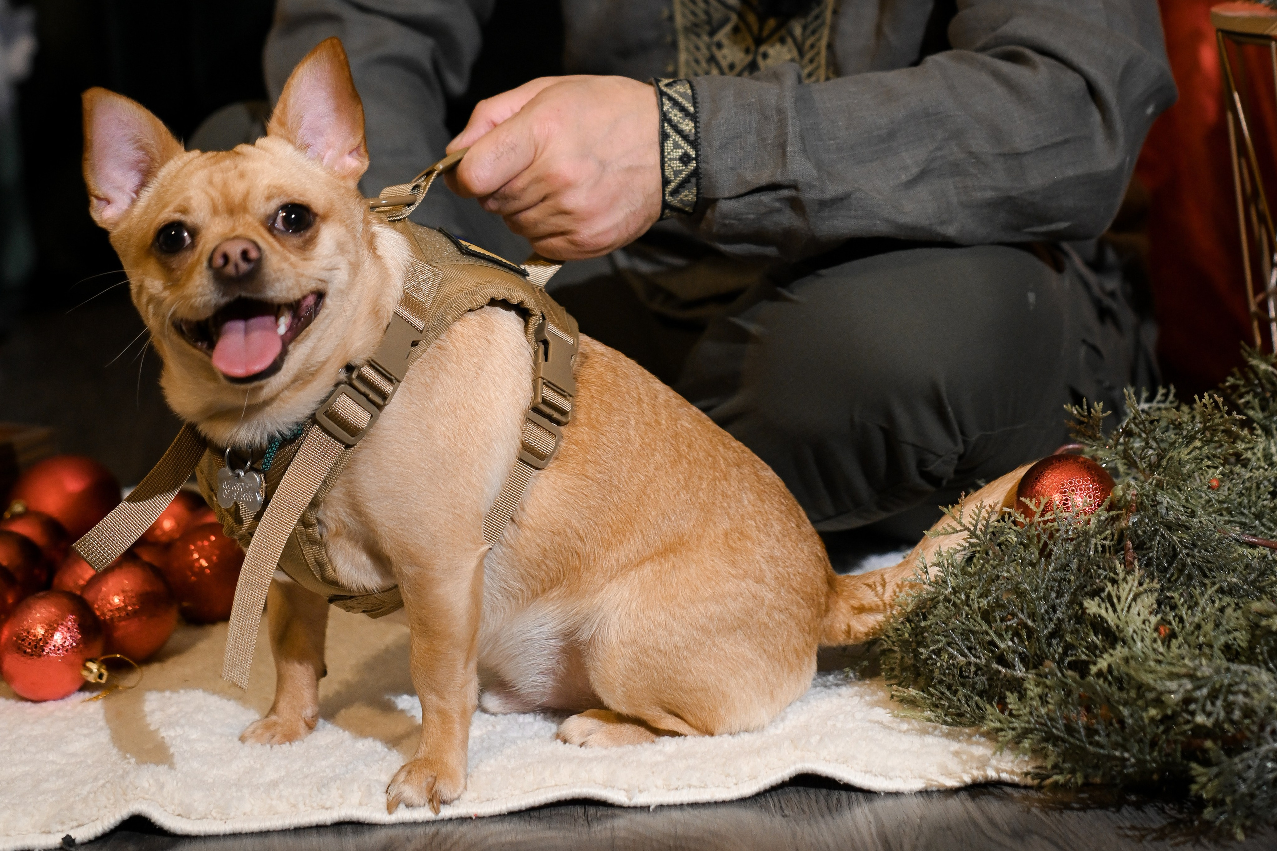 Рождественский пёс. Фотограф Натали Кошевая _ Днепр, Подгородное