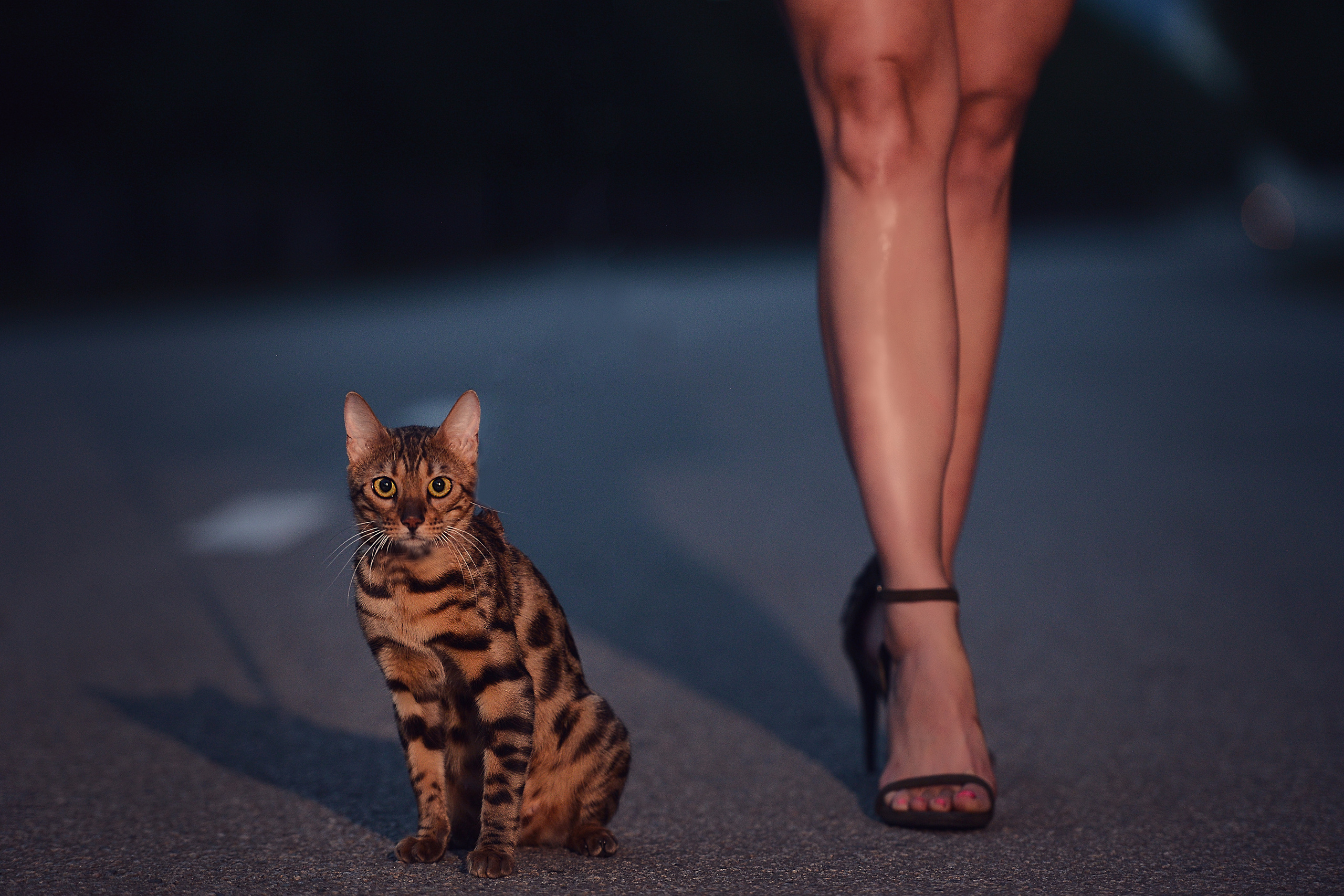 Две кошки. Фотограф Натали Кошевая _ Днепр, Подгородное