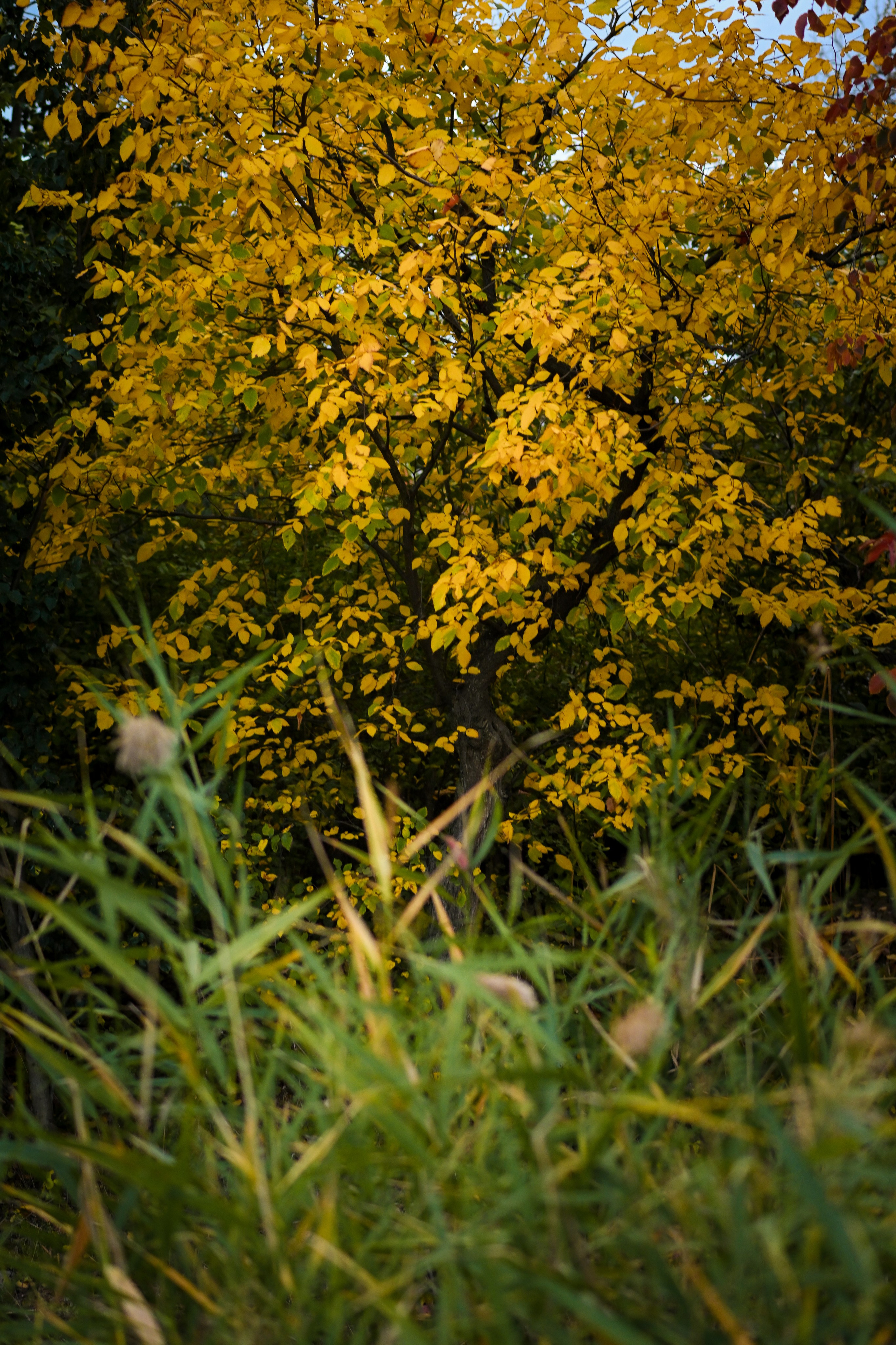 Осень в твоих волосах. Фотограф Натали Кошевая _ Днепр, Подгородное
