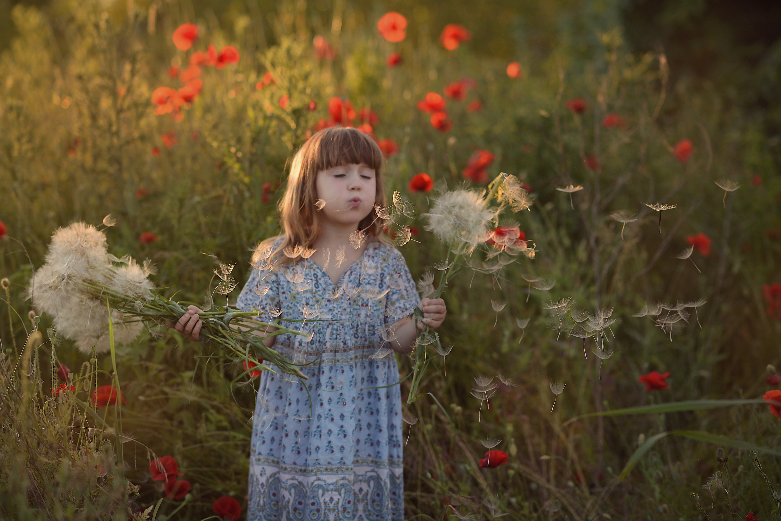 Маки. Фотограф Натали Кошевая _ Днепр, Подгородное