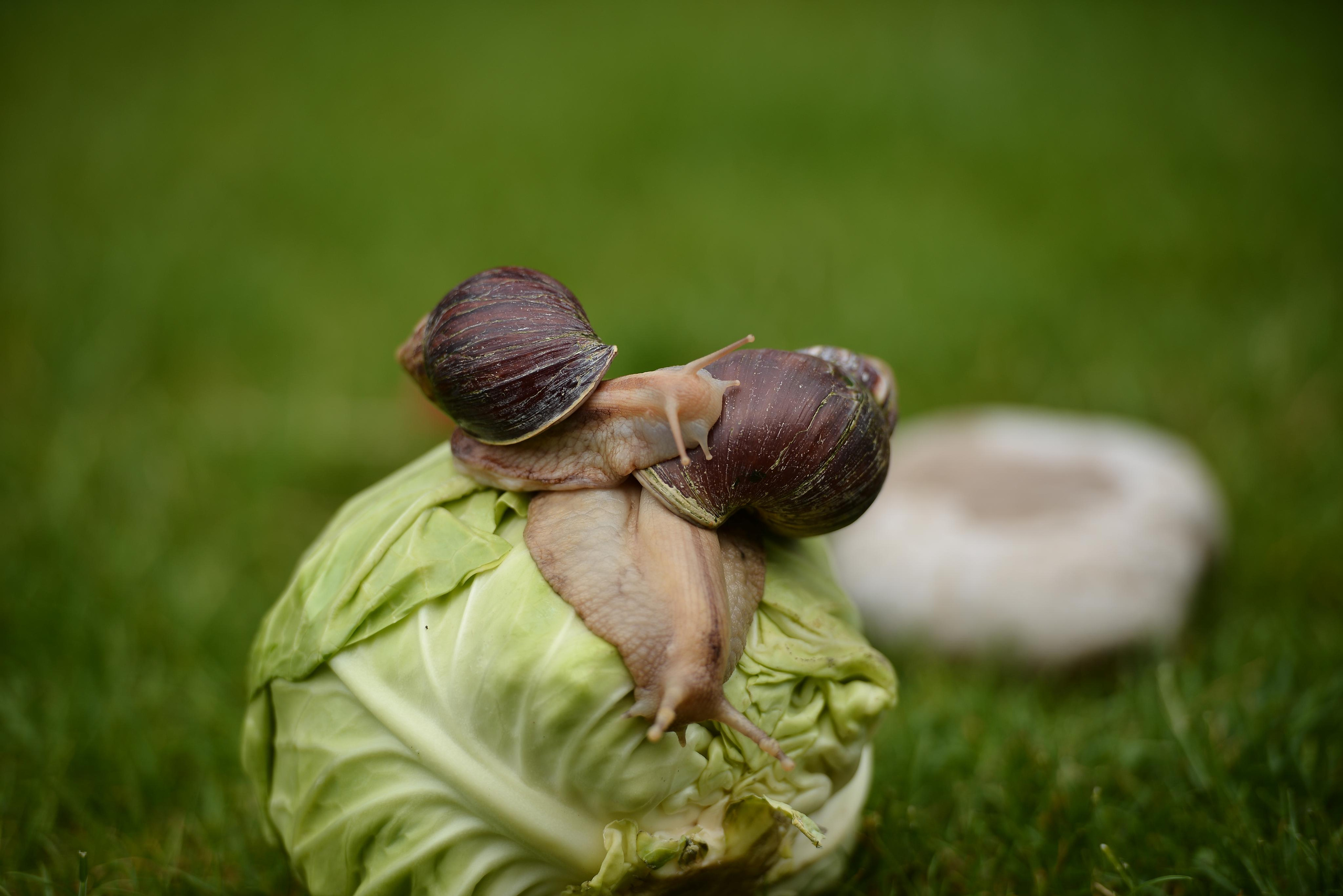 Необычные гости. Фотограф Натали Кошевая _ Днепр, Подгородное