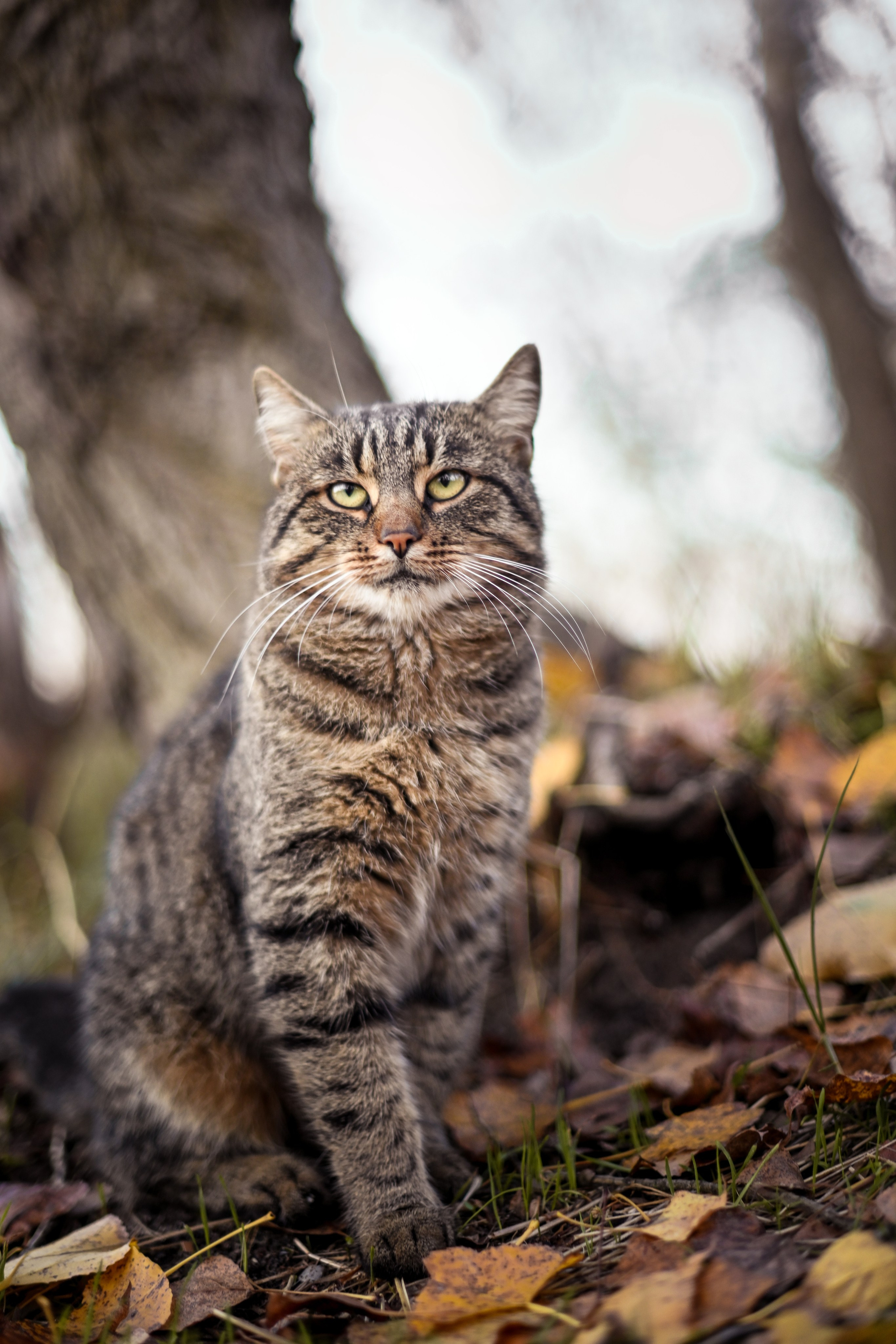 Осень в берете. Фотограф Натали Кошевая _ Днепр, Подгородное