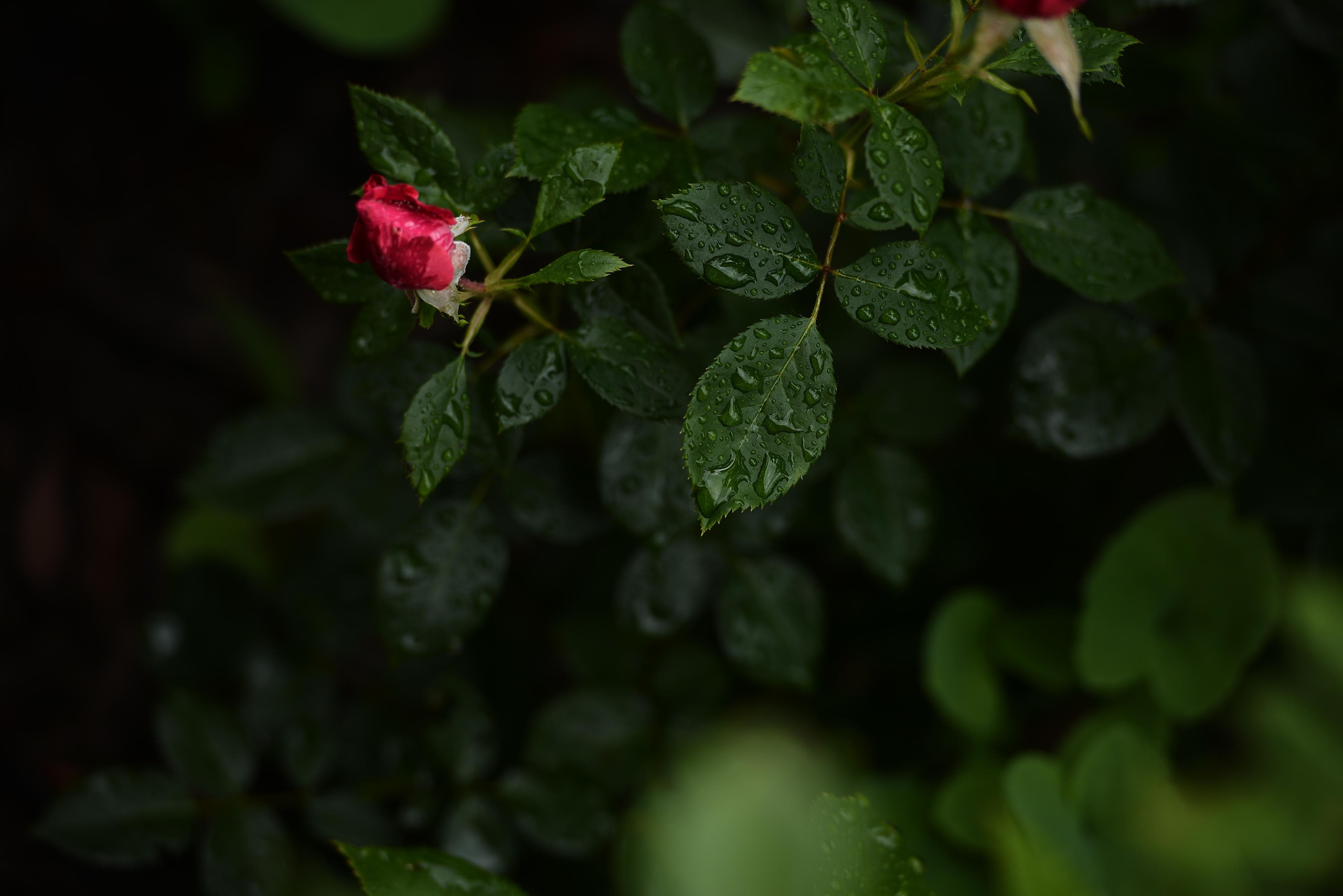 Розарий. Фотограф Натали Кошевая _ Днепр, Подгородное