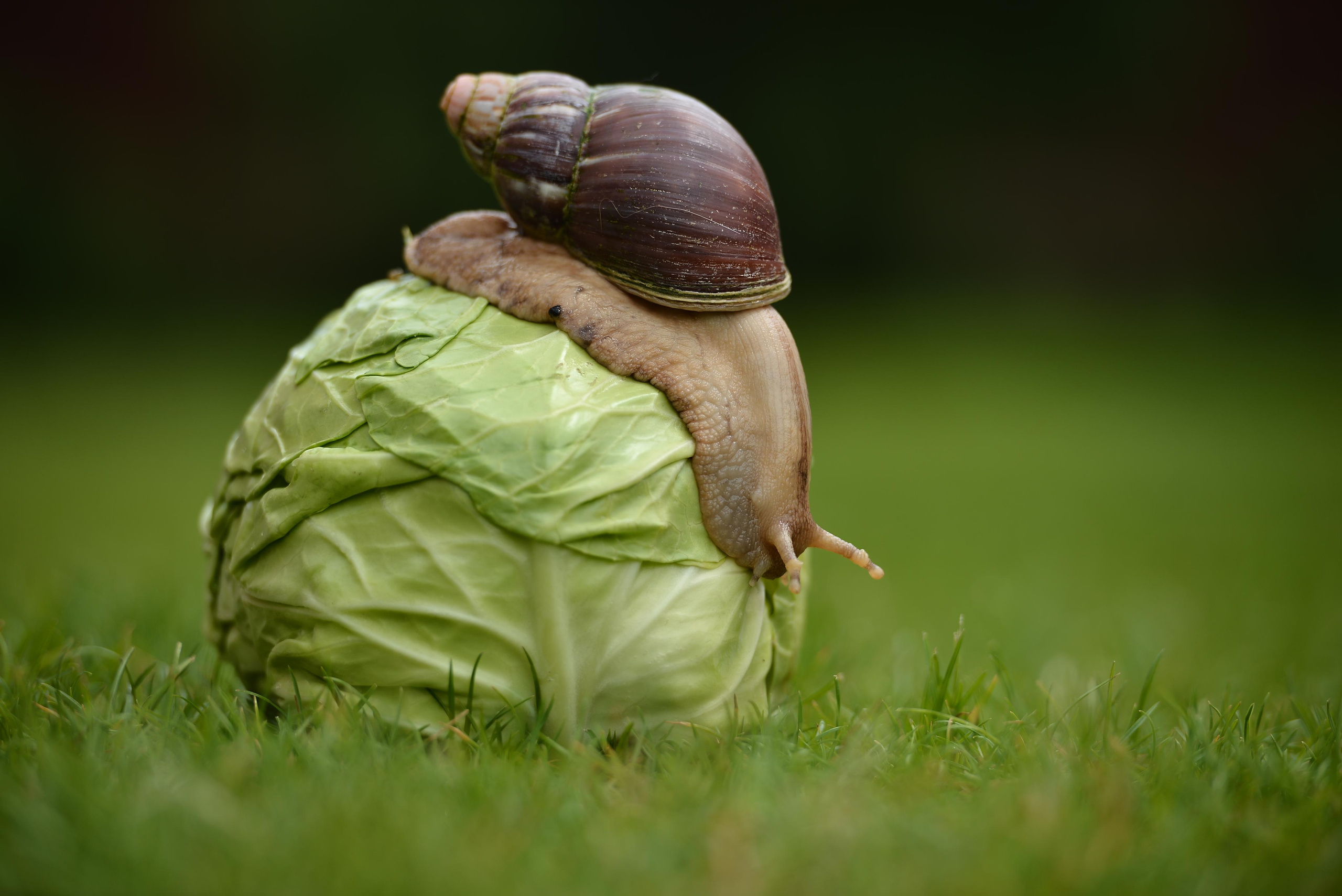 Необычные гости. Фотограф Натали Кошевая _ Днепр, Подгородное
