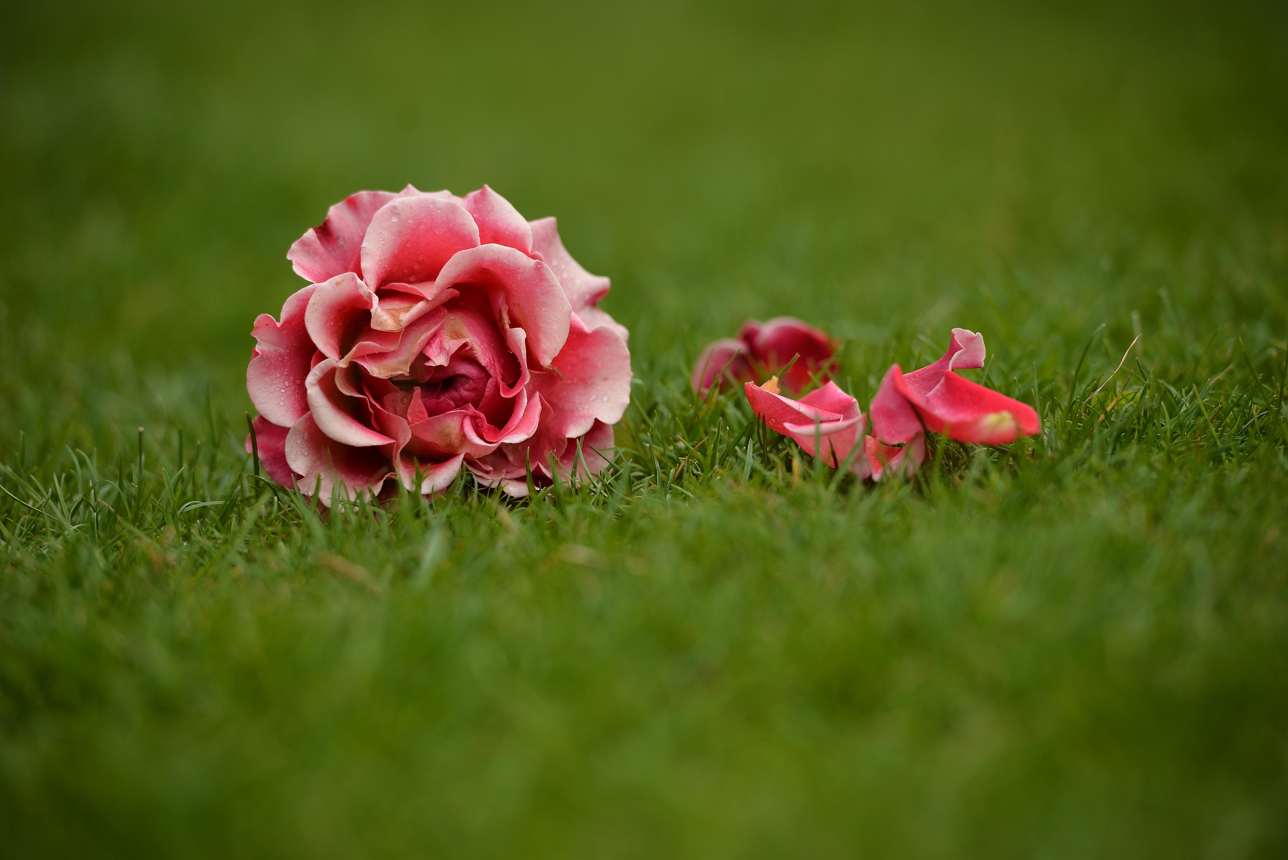 Розарий. Фотограф Натали Кошевая _ Днепр, Подгородное