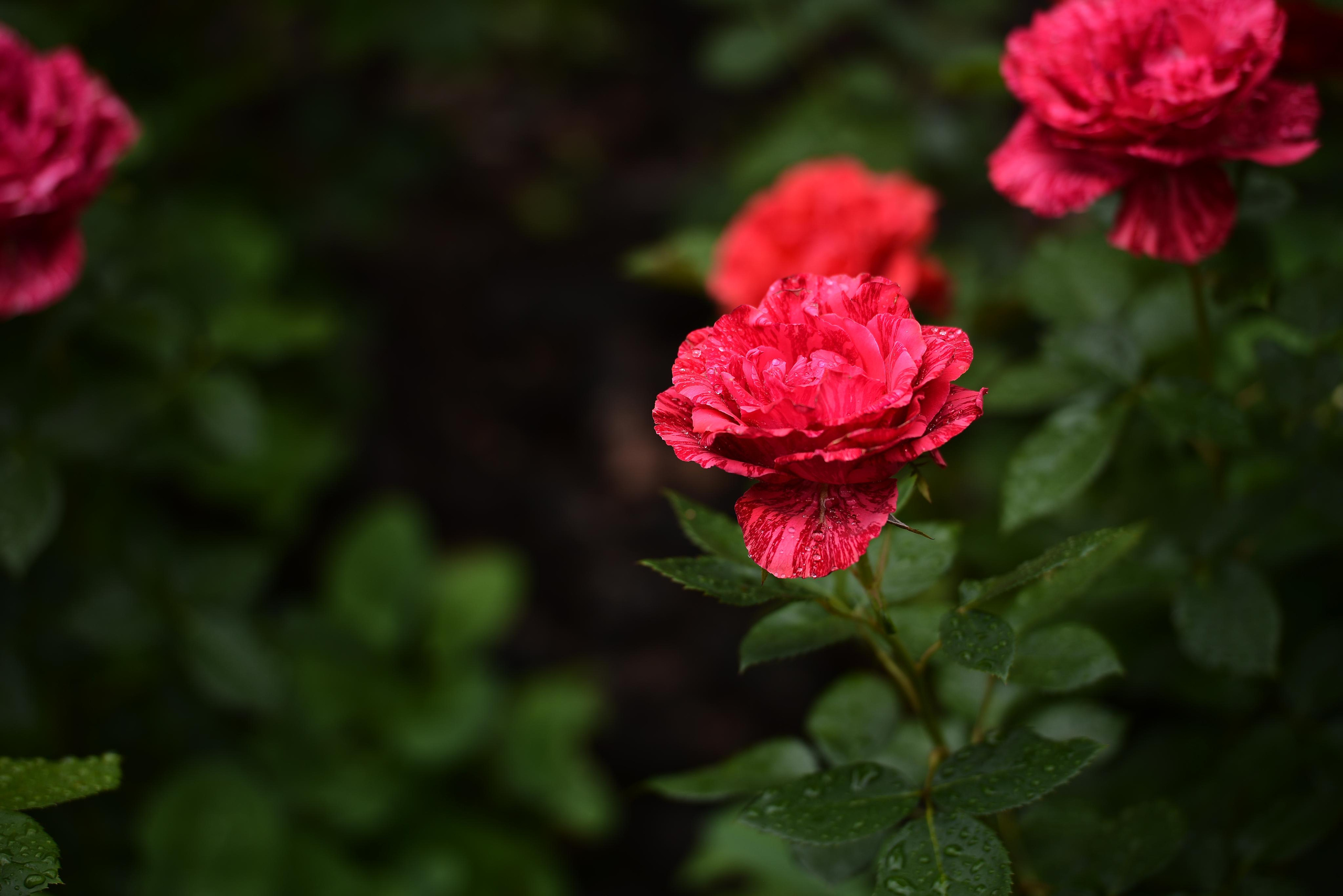 Розарий. Фотограф Натали Кошевая _ Днепр, Подгородное