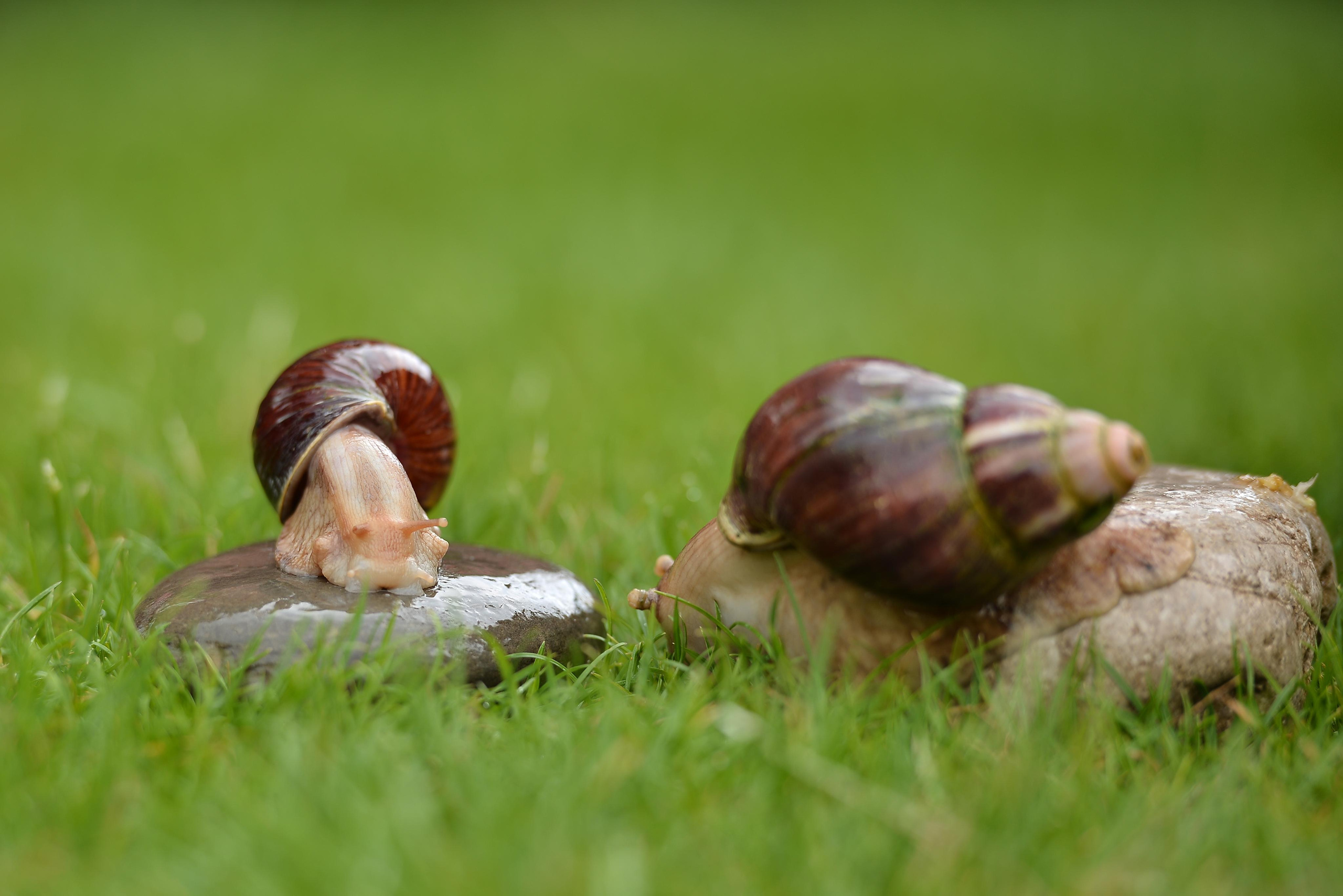 Необычные гости. Фотограф Натали Кошевая _ Днепр, Подгородное