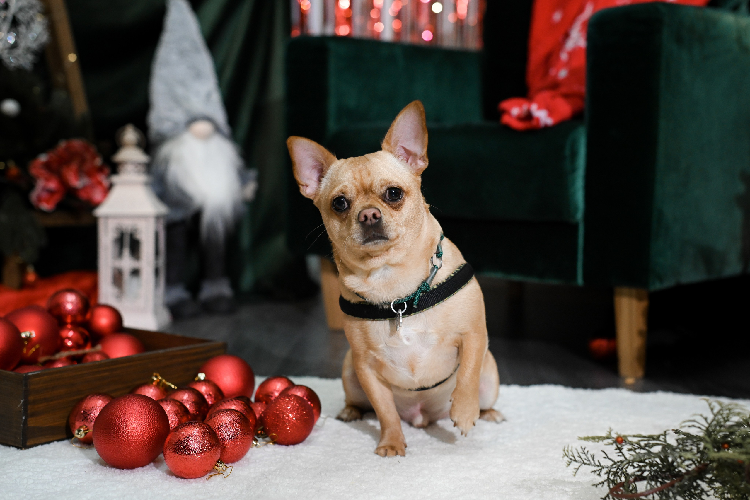 Рождественский пёс. Фотограф Натали Кошевая _ Днепр, Подгородное