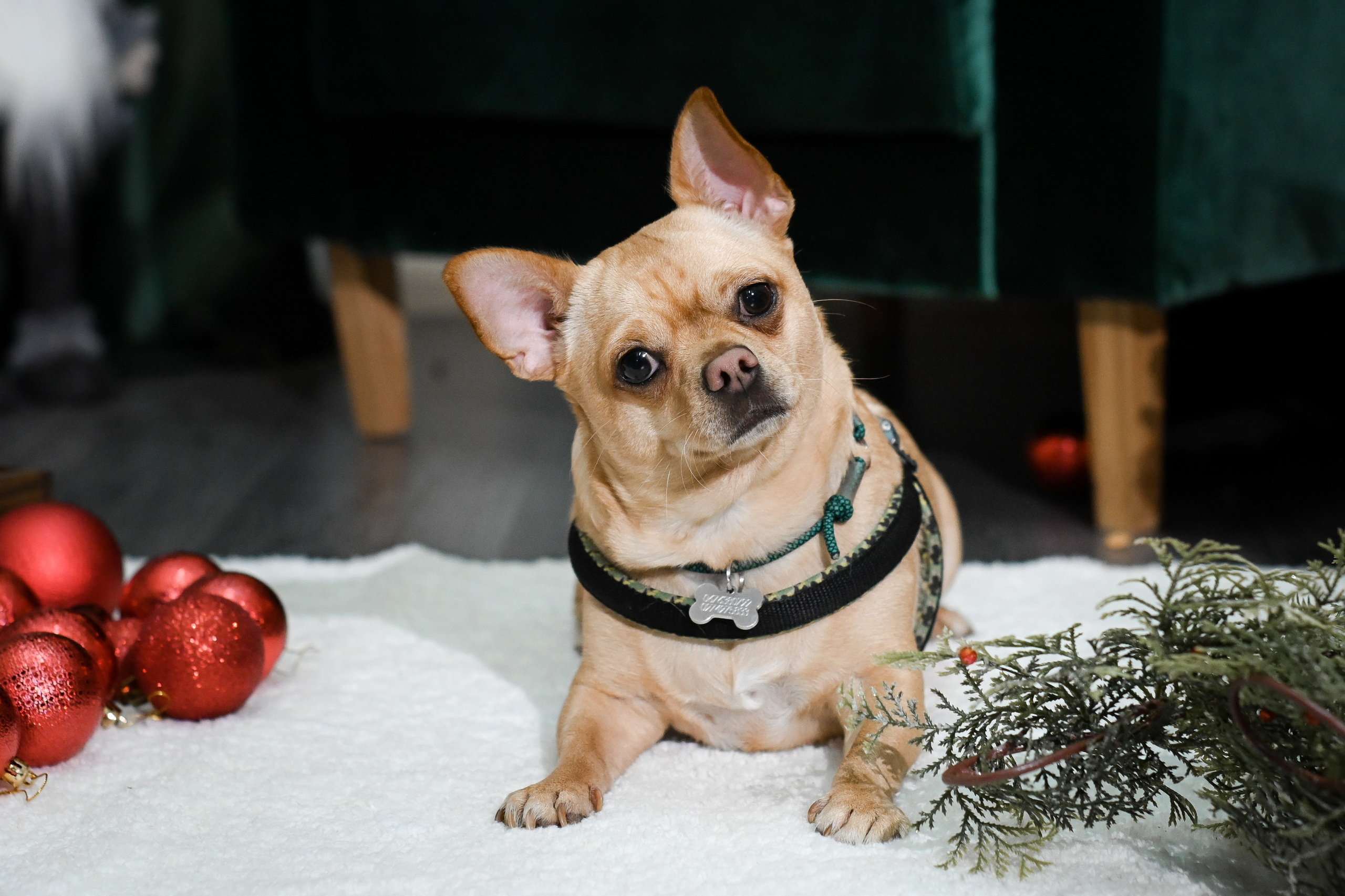 Рождественский пёс. Фотограф Натали Кошевая _ Днепр, Подгородное
