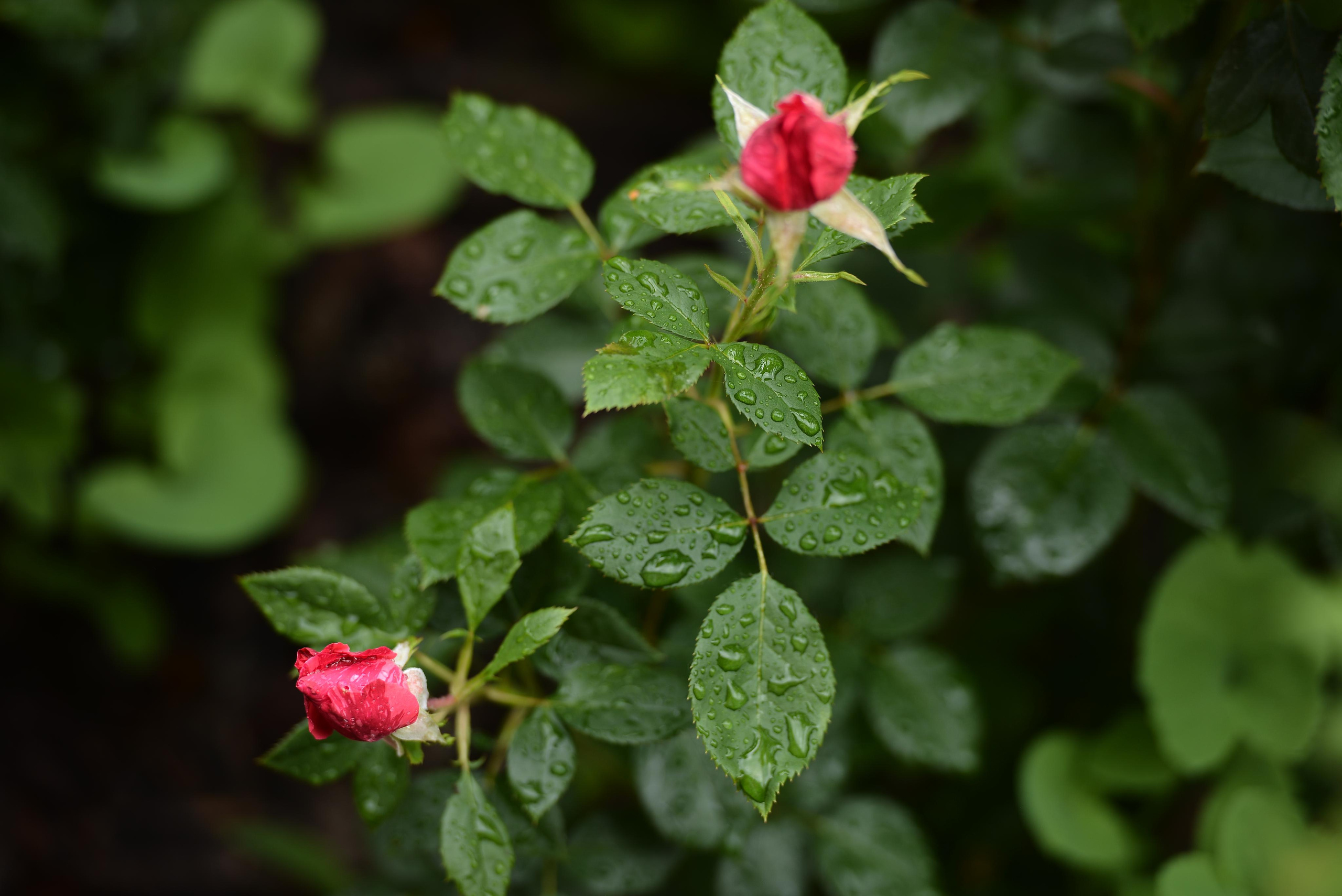 Розарий. Фотограф Натали Кошевая _ Днепр, Подгородное