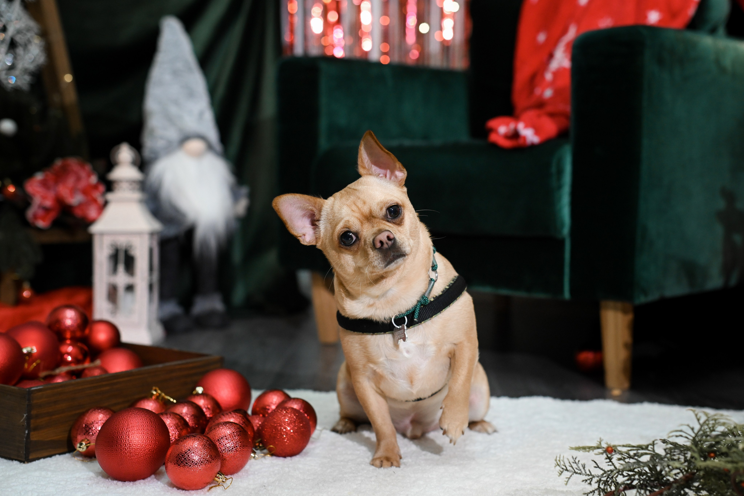 Рождественский пёс. Фотограф Натали Кошевая _ Днепр, Подгородное