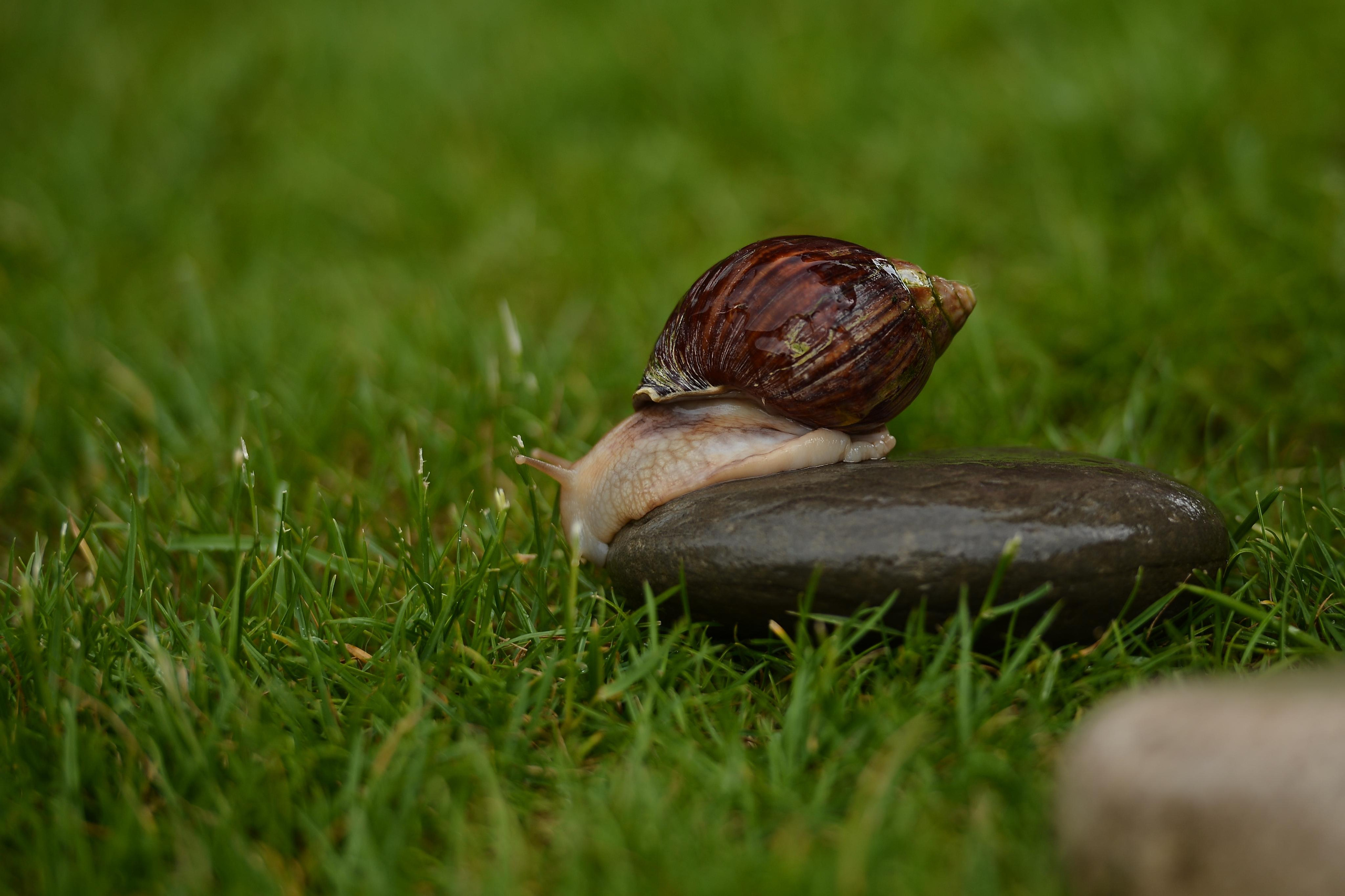 Необычные гости. Фотограф Натали Кошевая _ Днепр, Подгородное