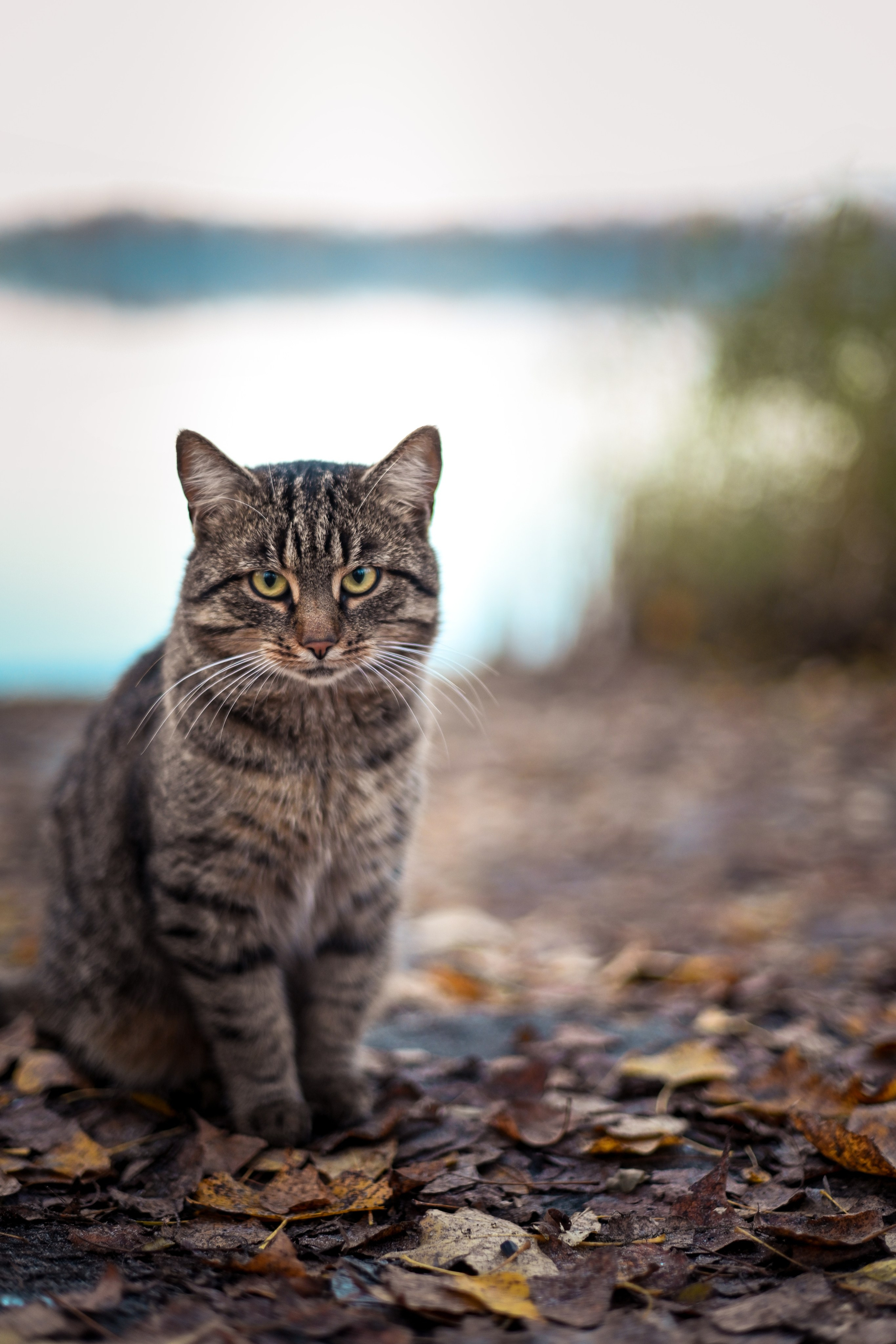 Осень в берете. Фотограф Натали Кошевая _ Днепр, Подгородное