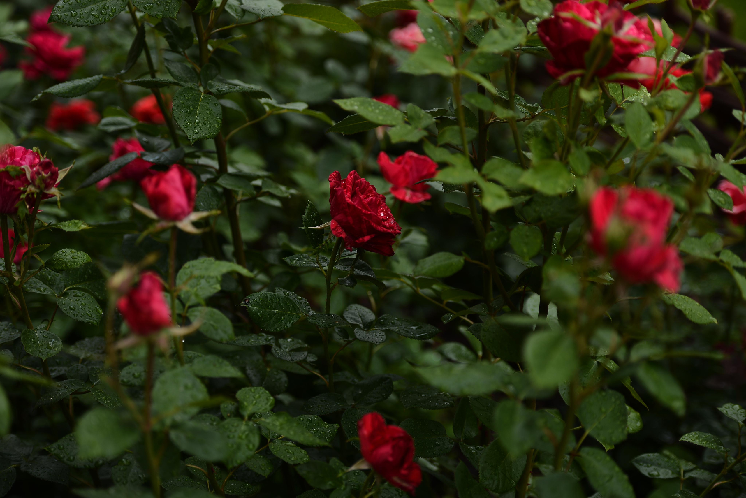 Розарий. Фотограф Натали Кошевая _ Днепр, Подгородное