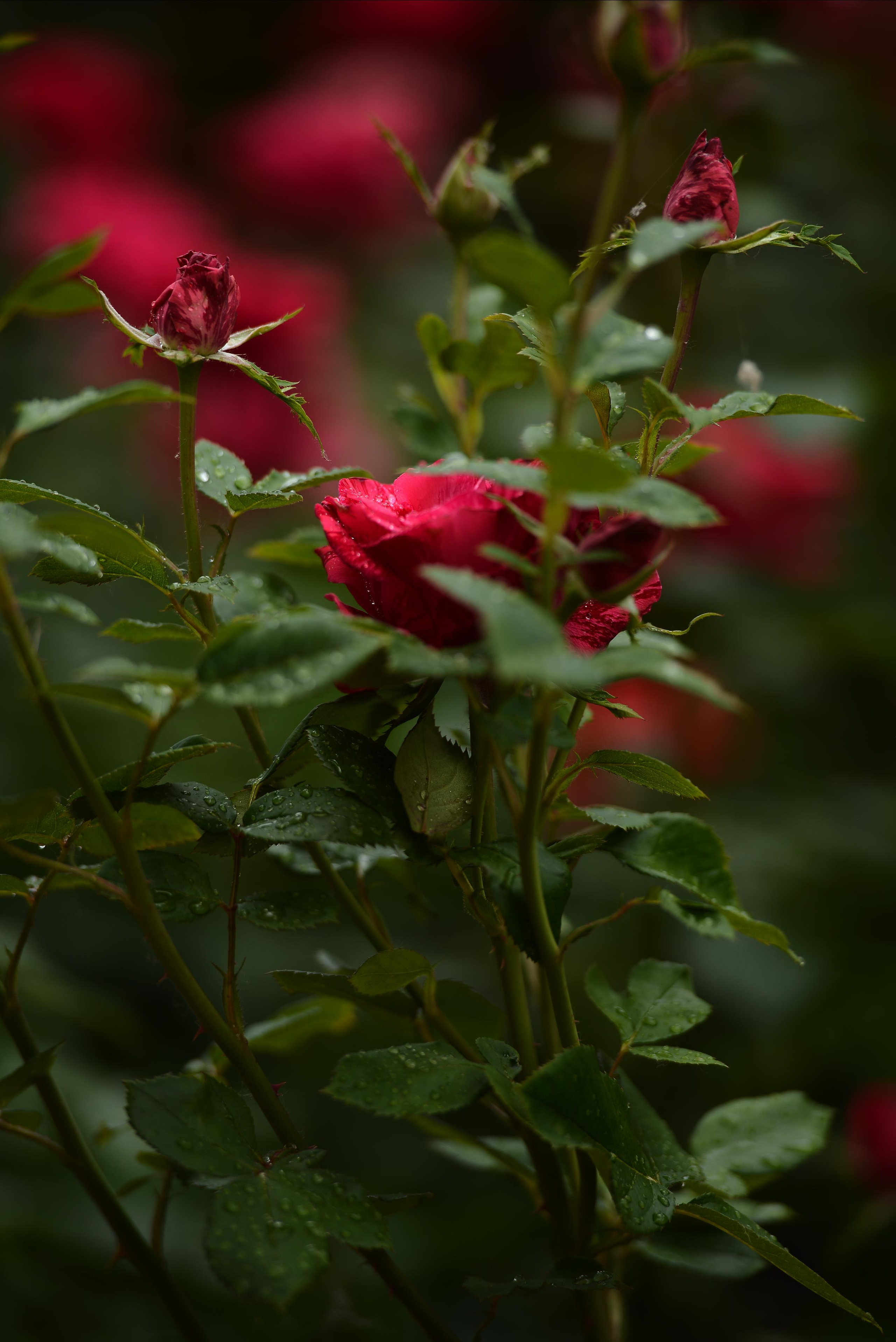 Розарий. Фотограф Натали Кошевая _ Днепр, Подгородное