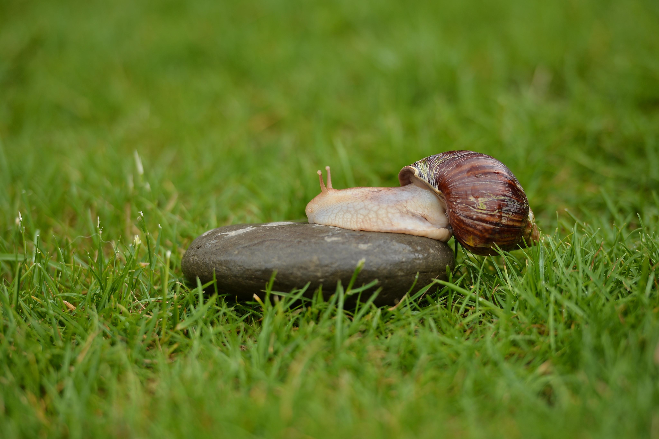 Необычные гости. Фотограф Натали Кошевая _ Днепр, Подгородное