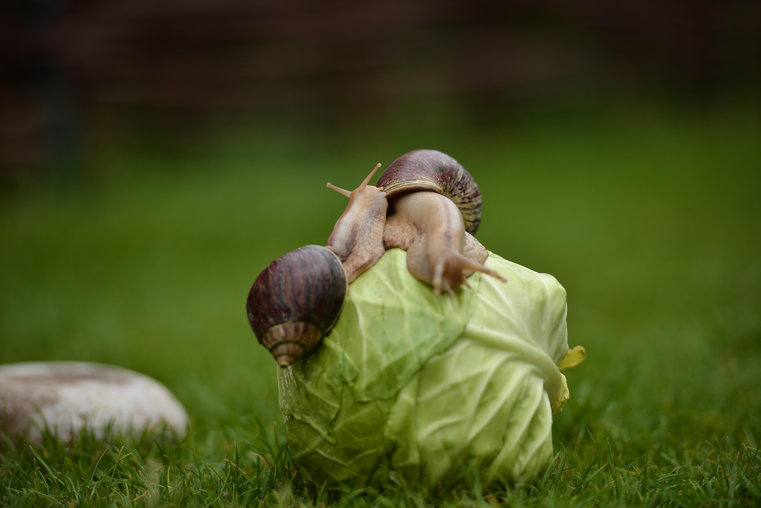Необычные гости. Фотограф Натали Кошевая _ Днепр, Подгородное