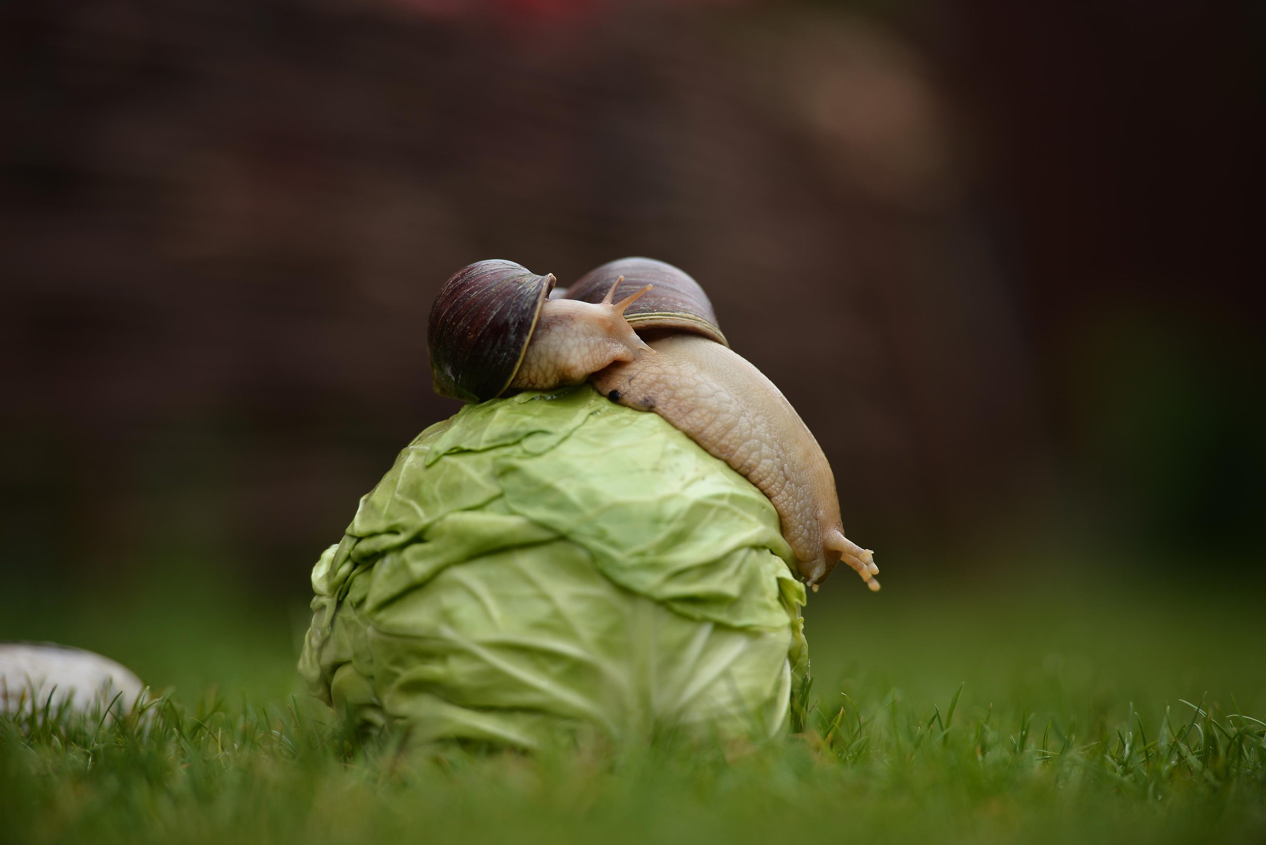 Необычные гости. Фотограф Натали Кошевая _ Днепр, Подгородное