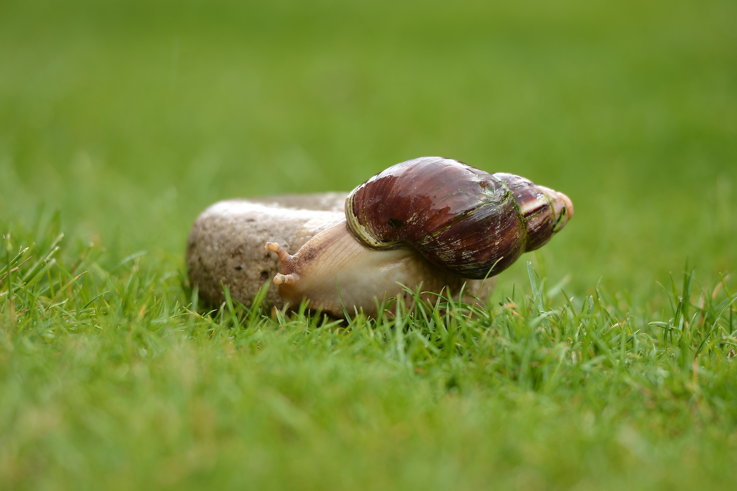 Необычные гости. Фотограф Натали Кошевая _ Днепр, Подгородное