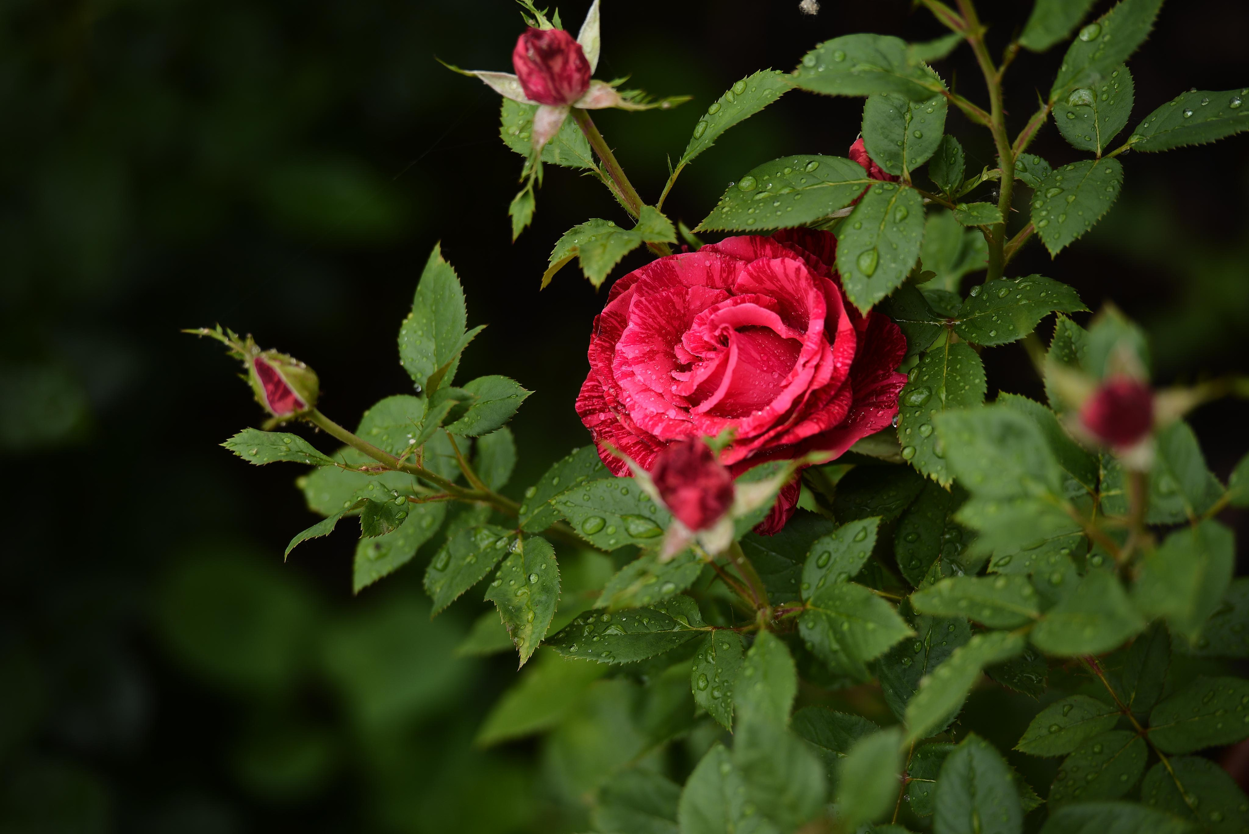 Розарий. Фотограф Натали Кошевая _ Днепр, Подгородное
