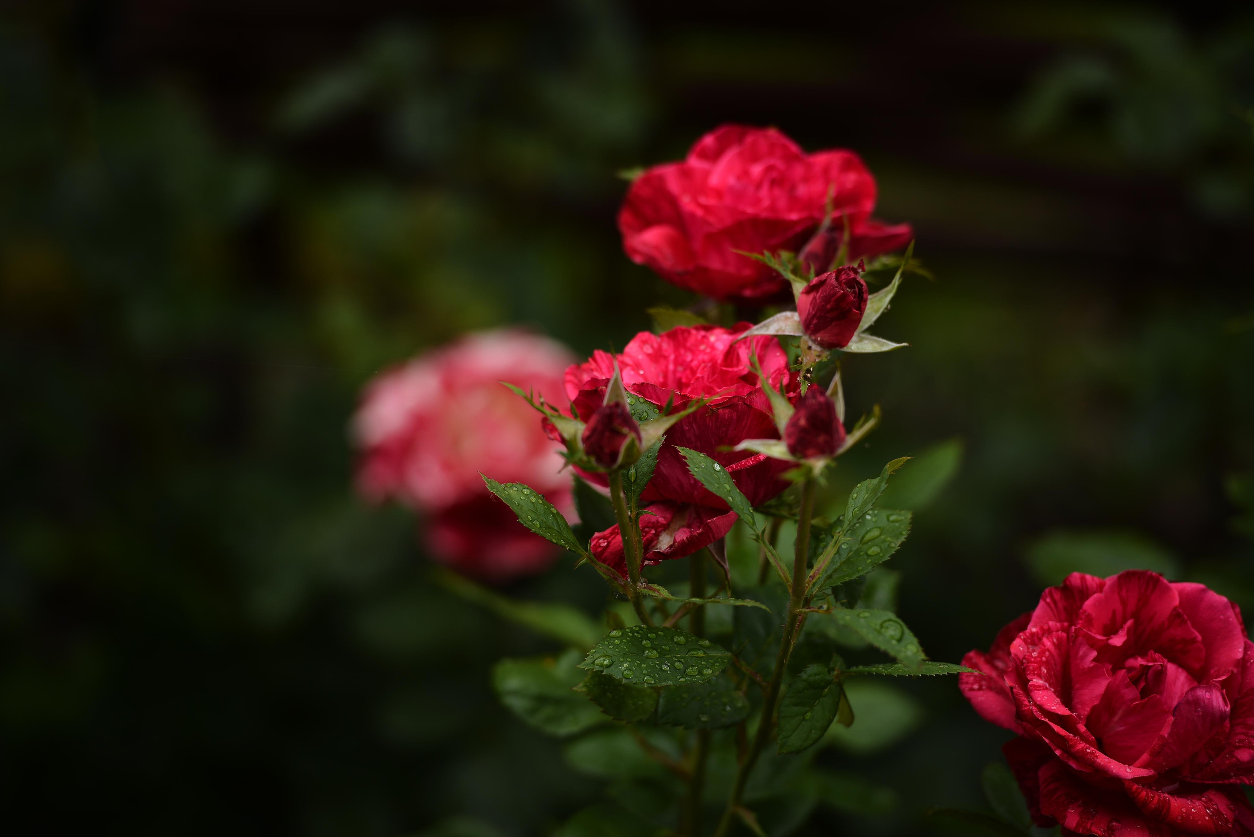 Розарий. Фотограф Натали Кошевая _ Днепр, Подгородное