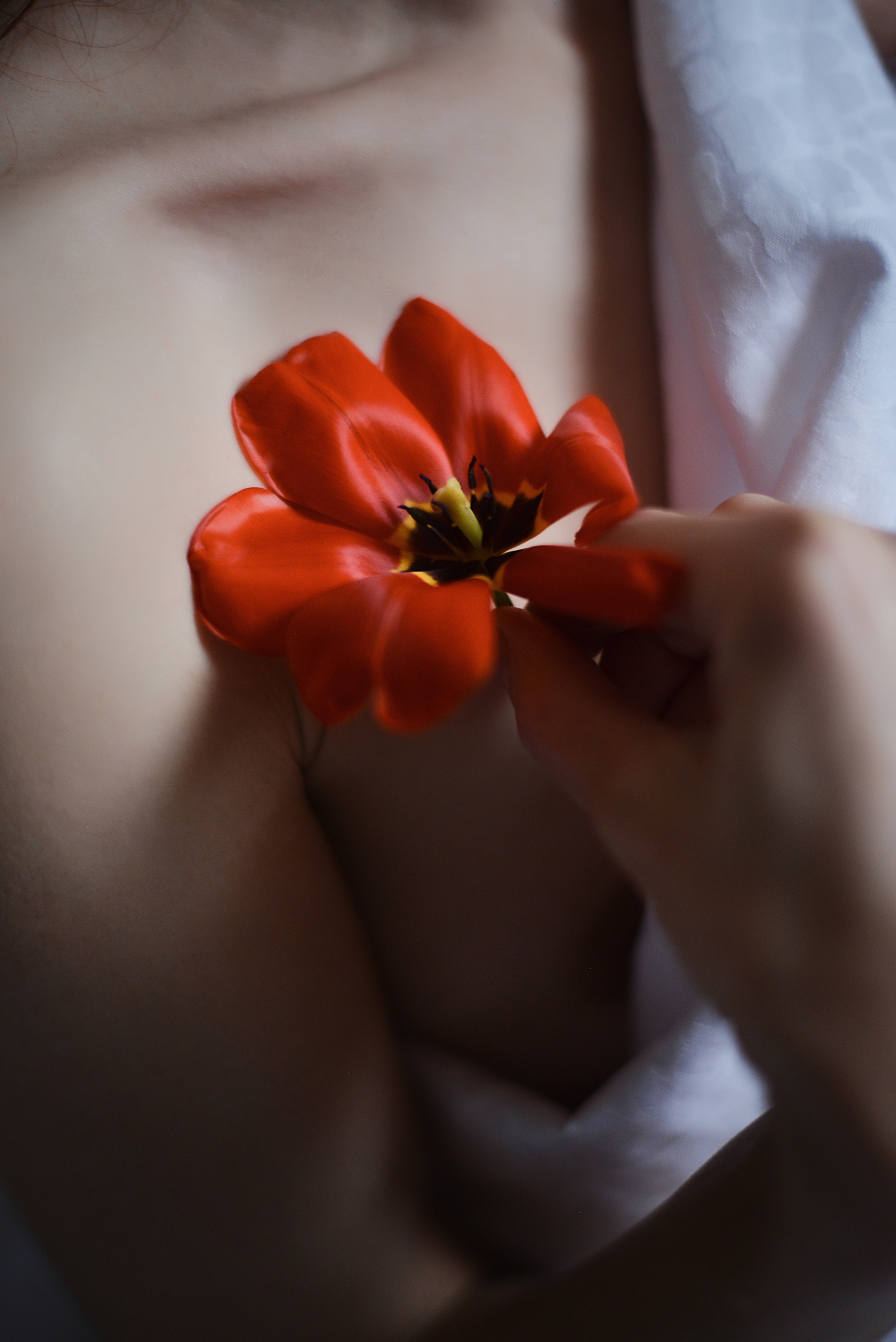 Тюльпанный рай. Фотограф Натали Кошевая _ Днепр, Подгородное