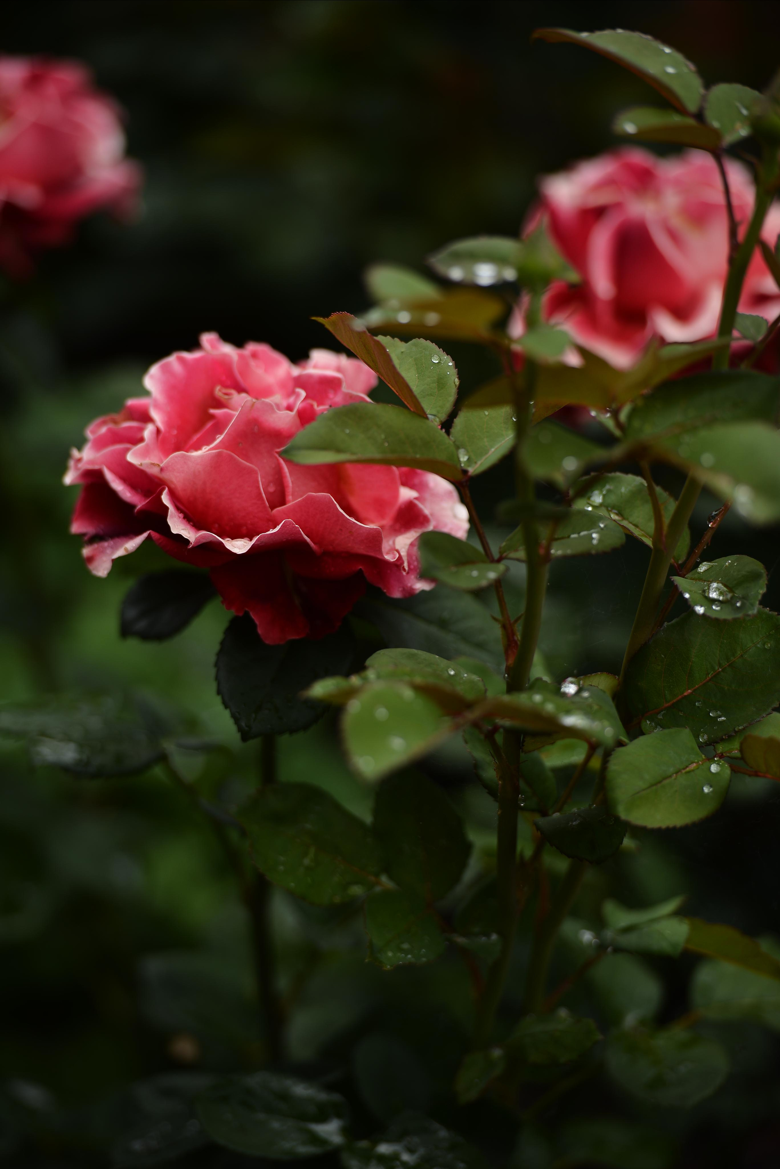 Розарий. Фотограф Натали Кошевая _ Днепр, Подгородное