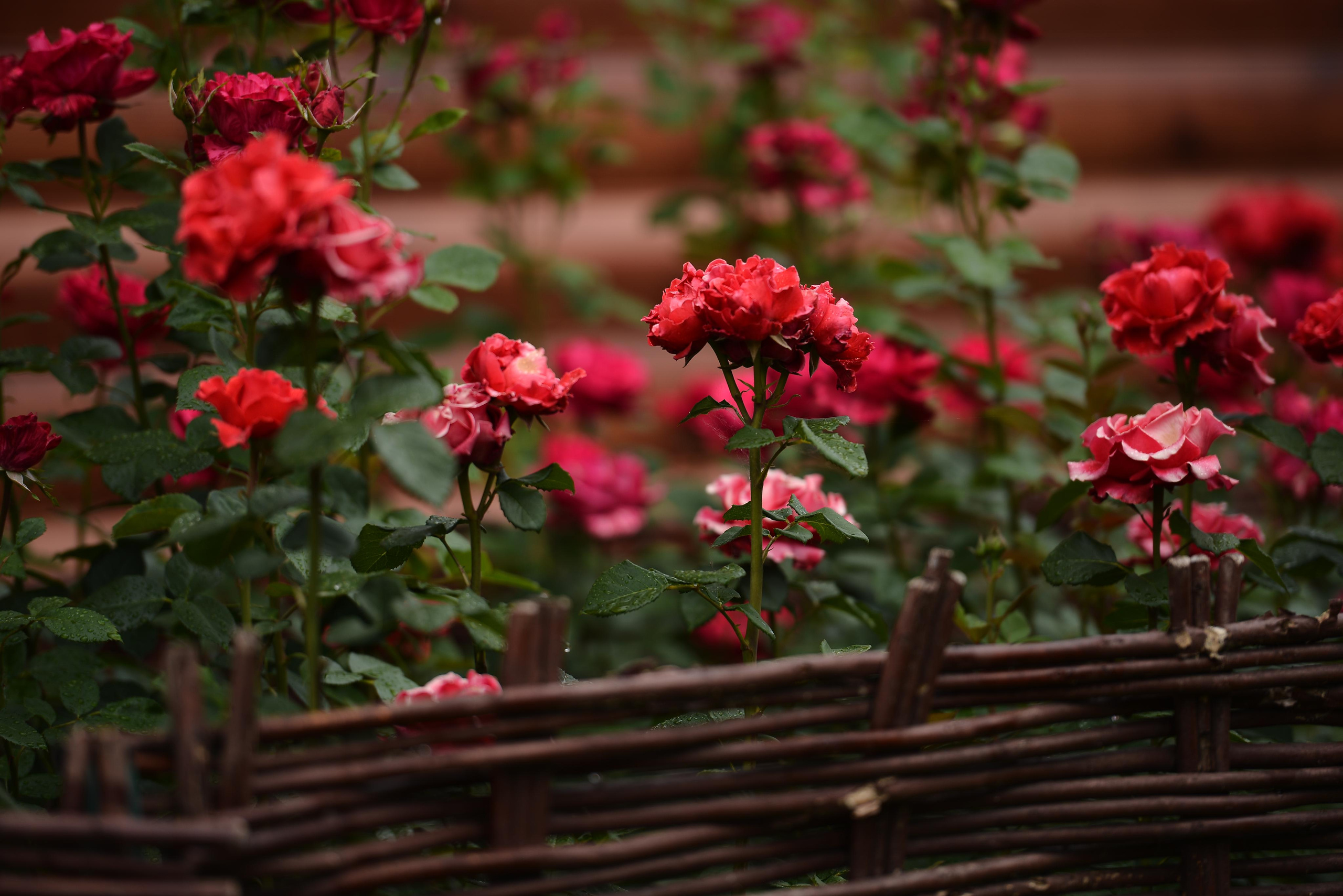 Розарий. Фотограф Натали Кошевая _ Днепр, Подгородное