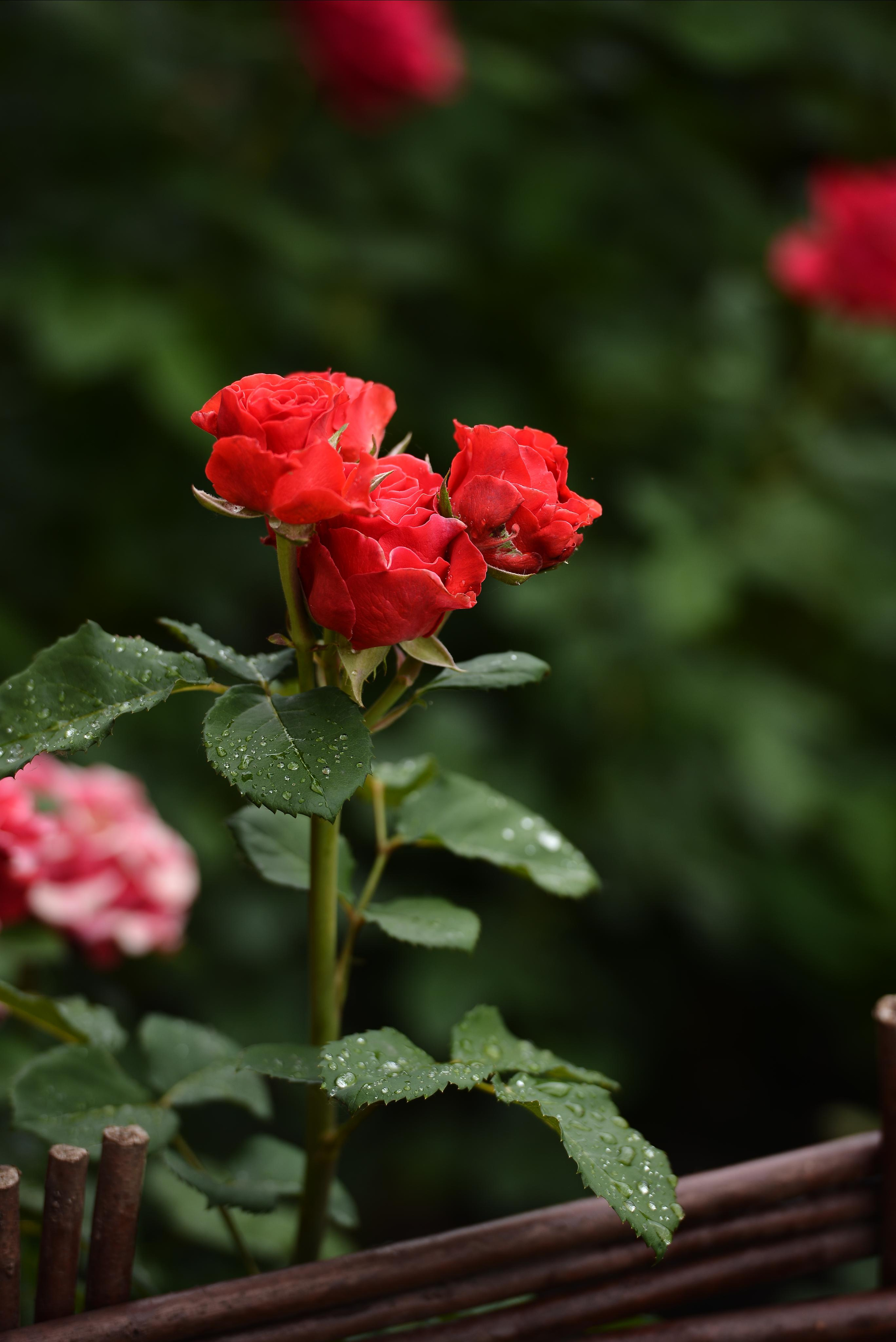 Розарий. Фотограф Натали Кошевая _ Днепр, Подгородное