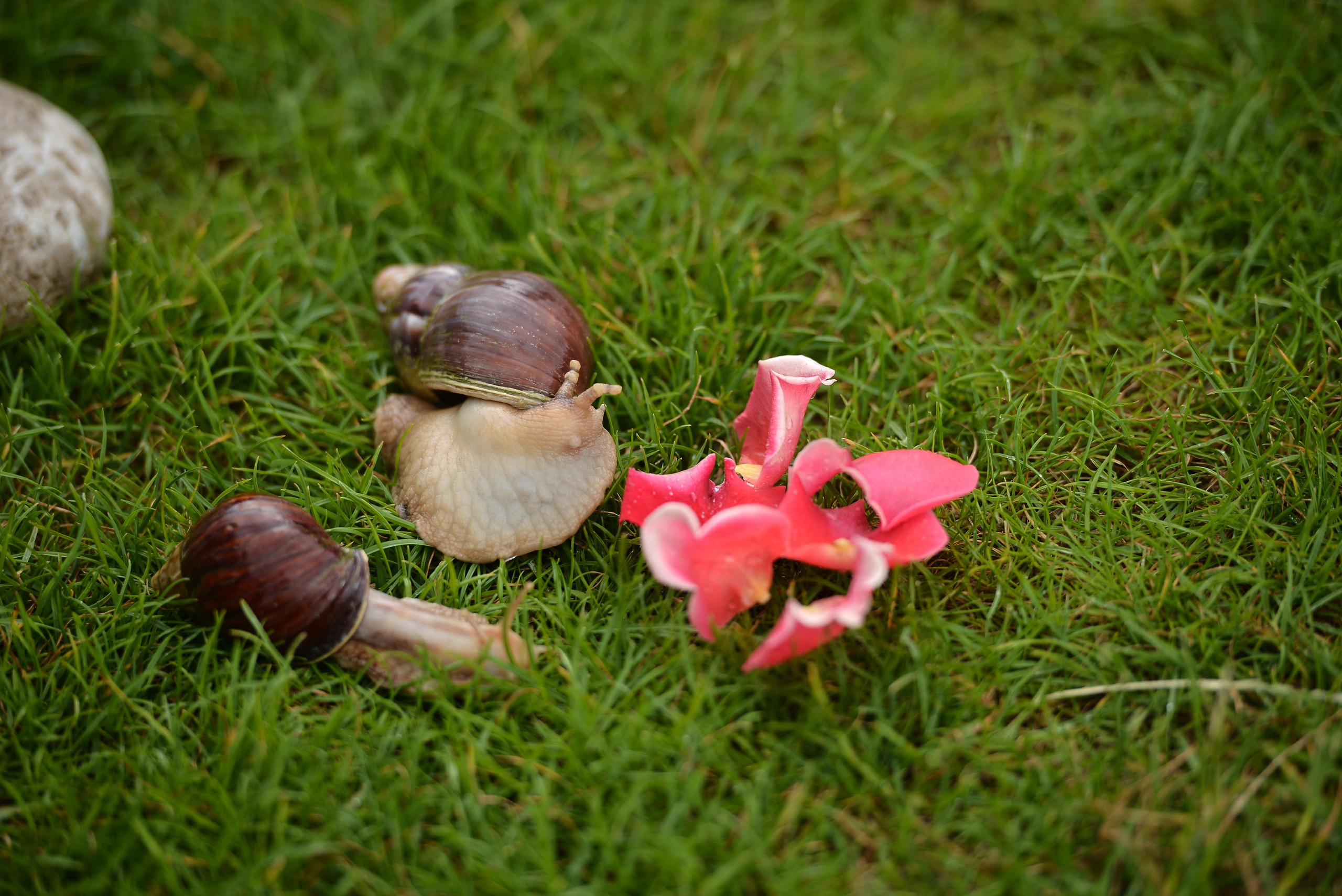 Необычные гости. Фотограф Натали Кошевая _ Днепр, Подгородное