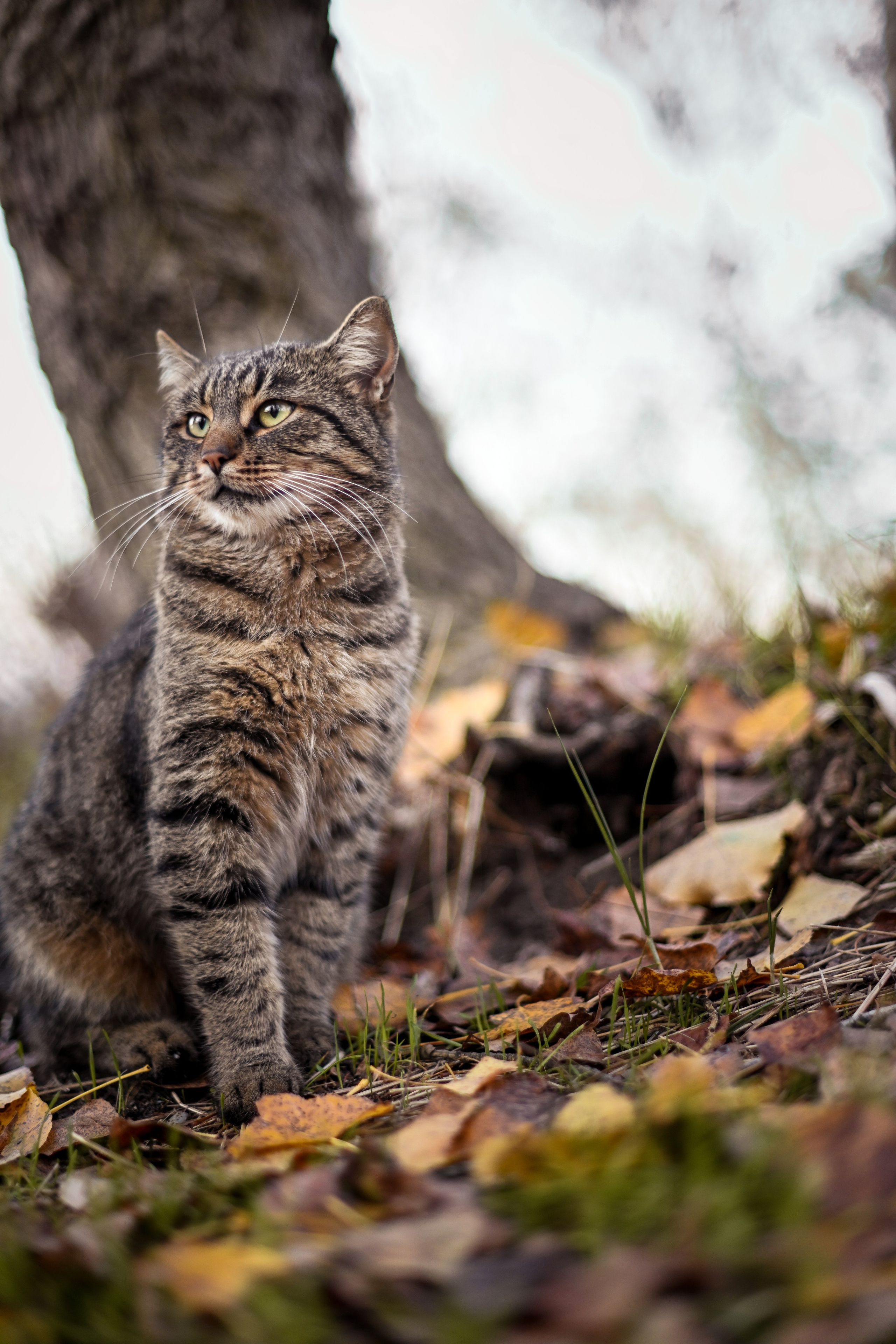 Осень в берете. Фотограф Натали Кошевая _ Днепр, Подгородное