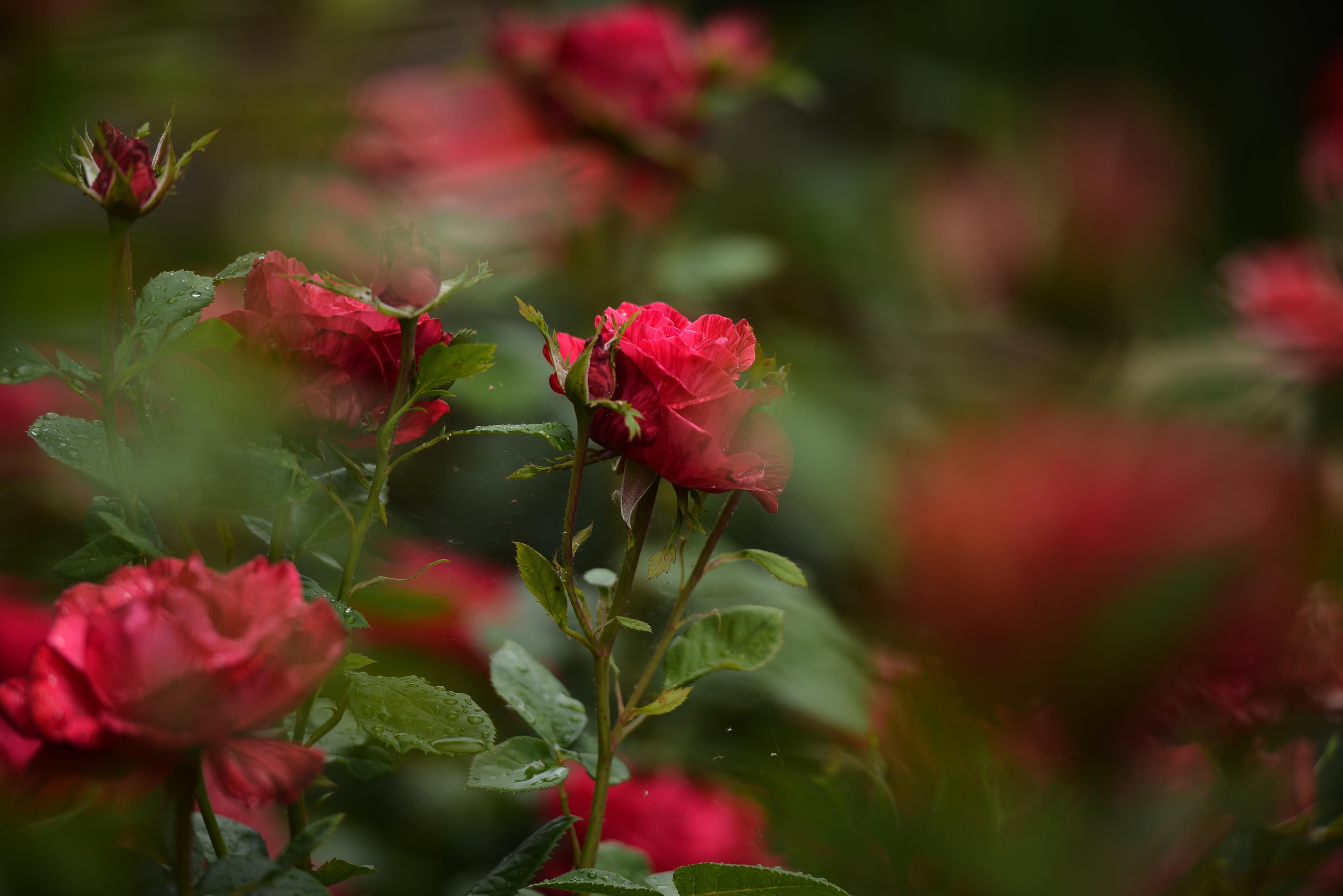 Розарий. Фотограф Натали Кошевая _ Днепр, Подгородное