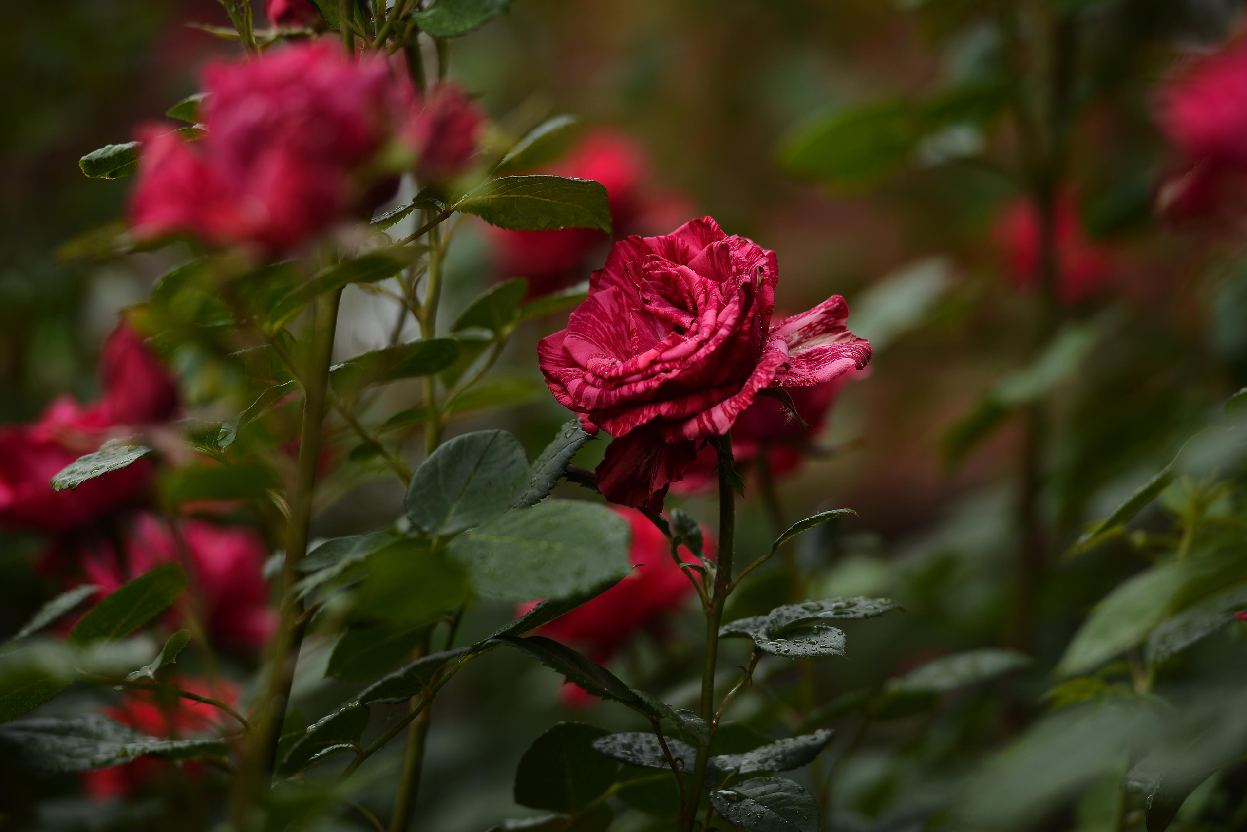 Розарий. Фотограф Натали Кошевая _ Днепр, Подгородное